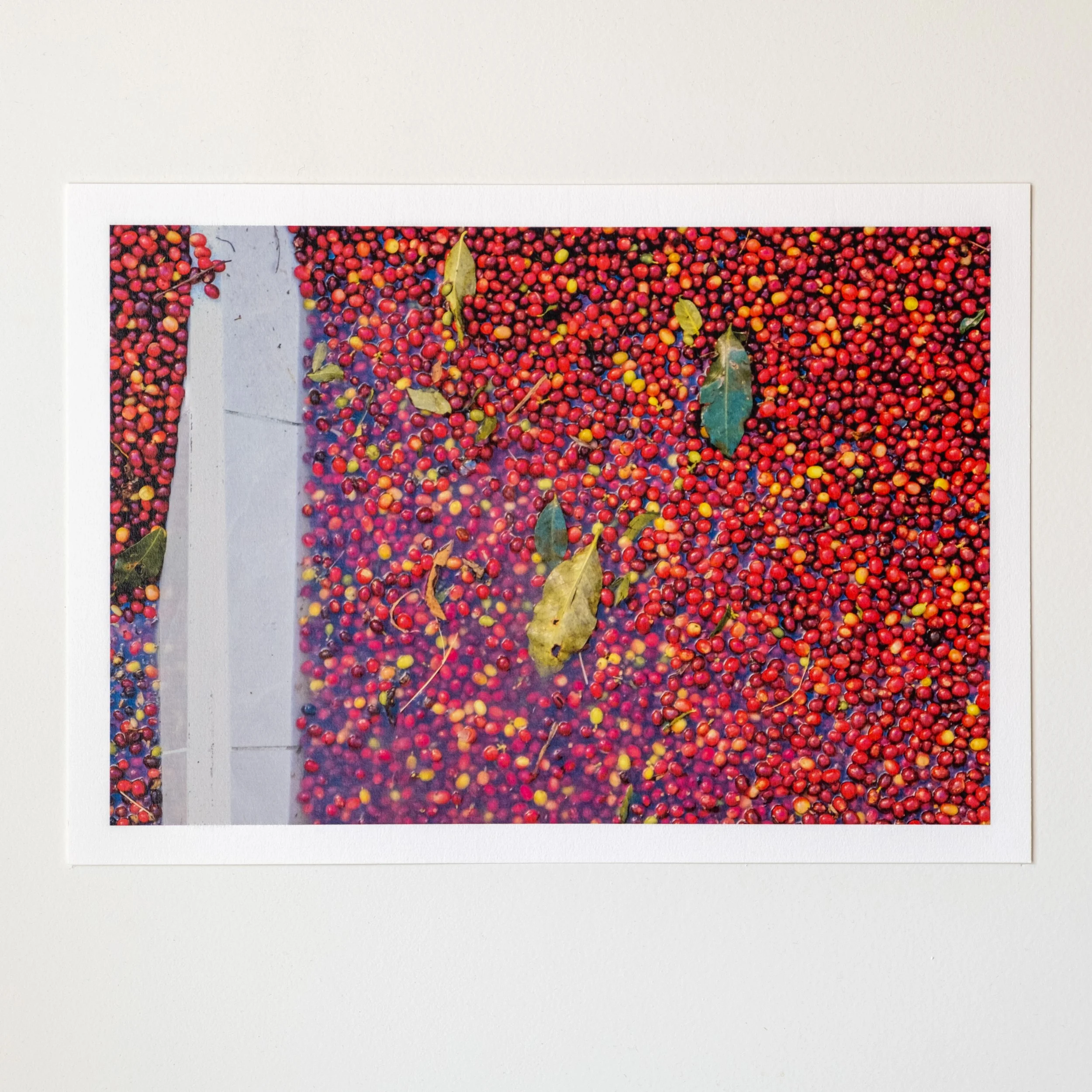 Before the bean. | A4 ART PRINT