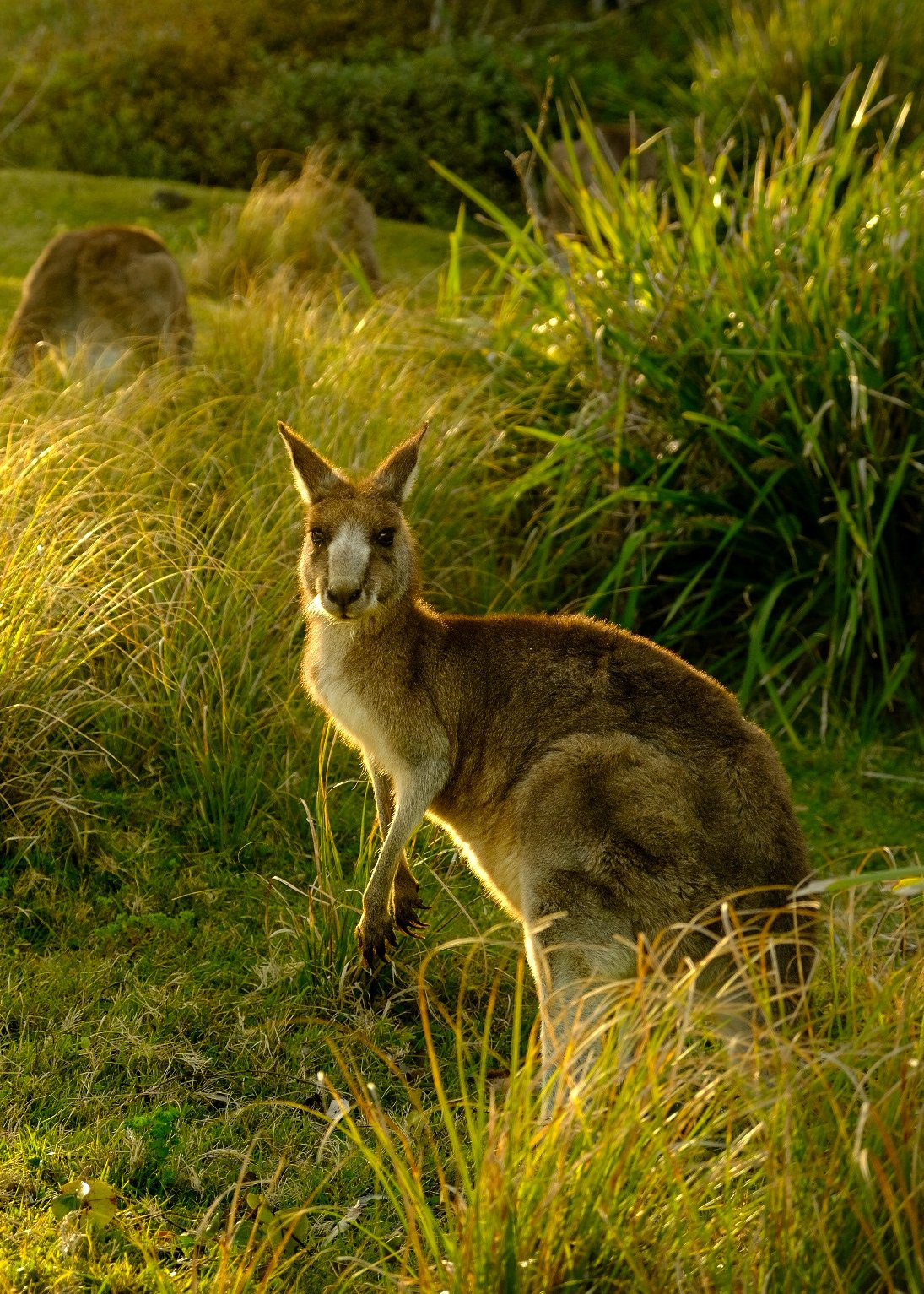 "Wild Kangaroo", Australia.