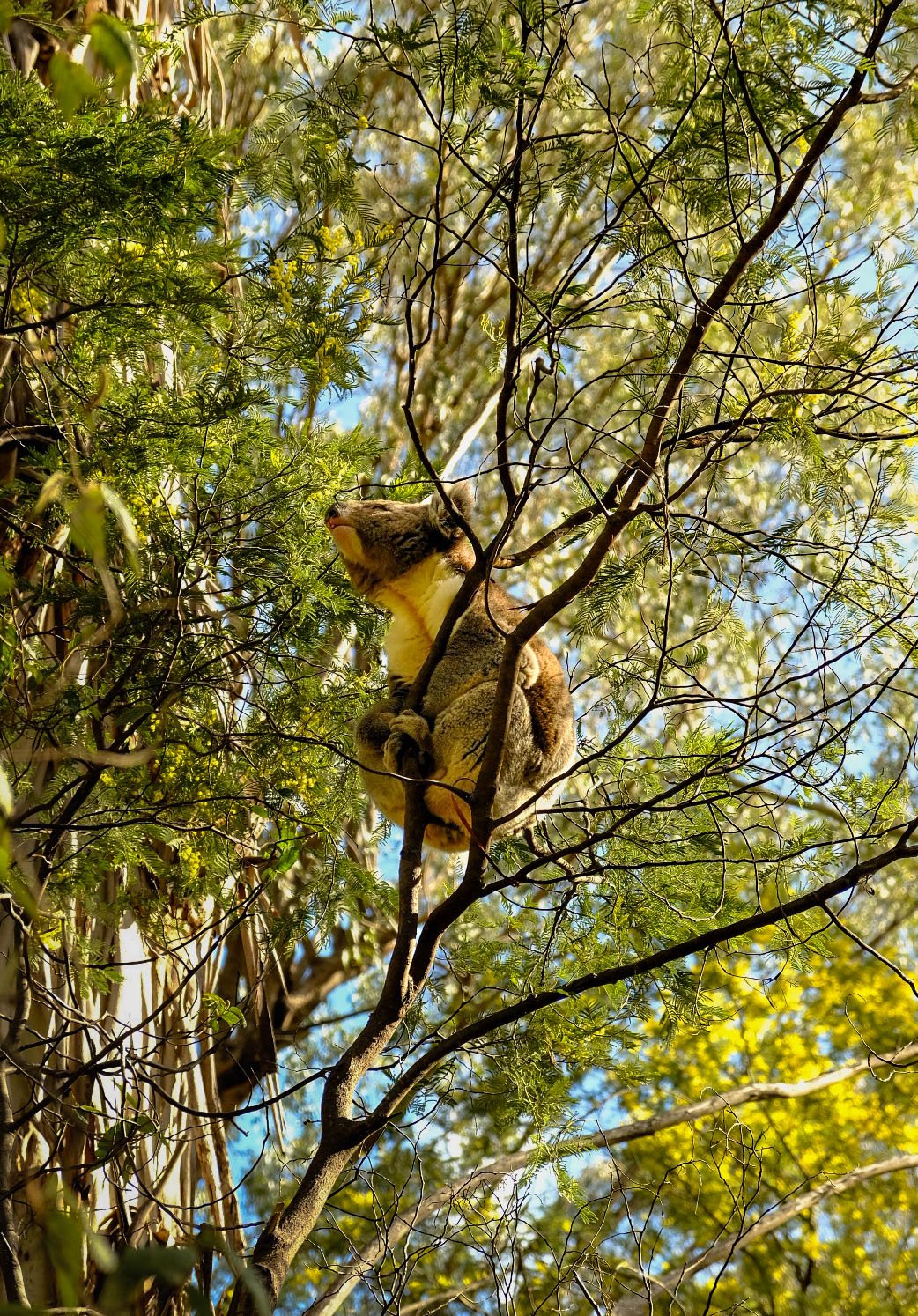 Protected Koala, Australia.