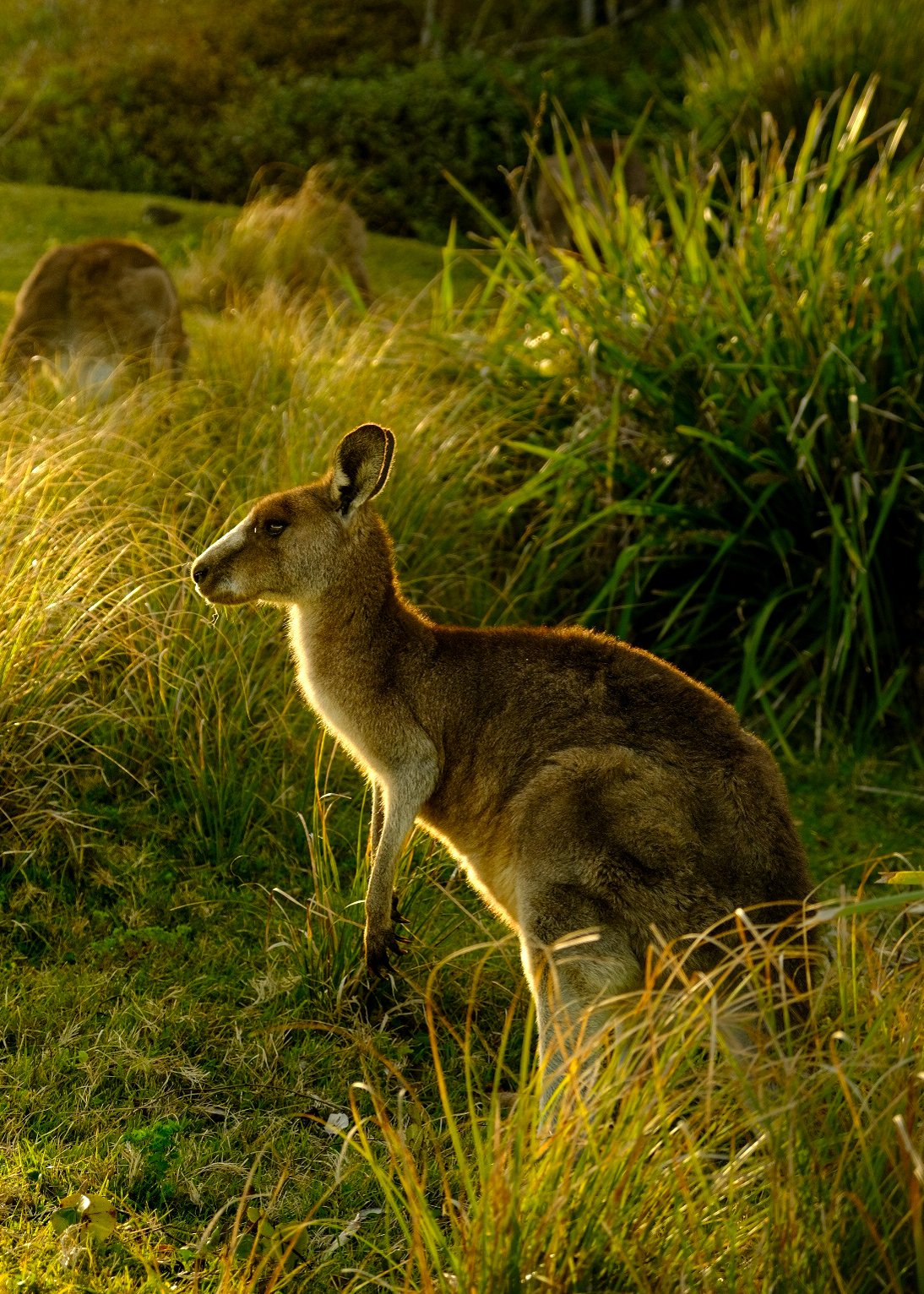 "Wild Kangaroo", Australia.
