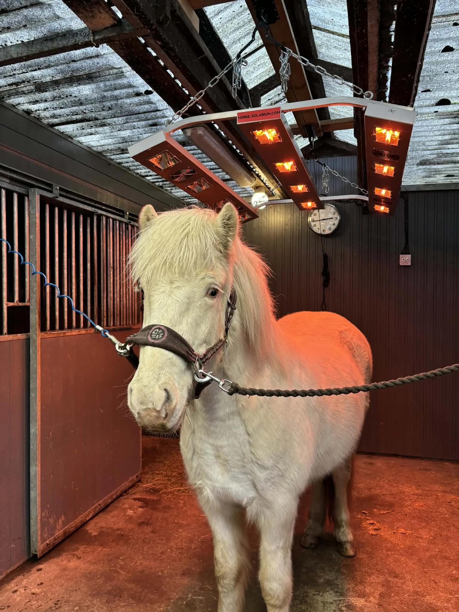 En vit ponny står i ett stall under ett uppvärmningstent, med reflexer och en väggklocka i bakgrunden.