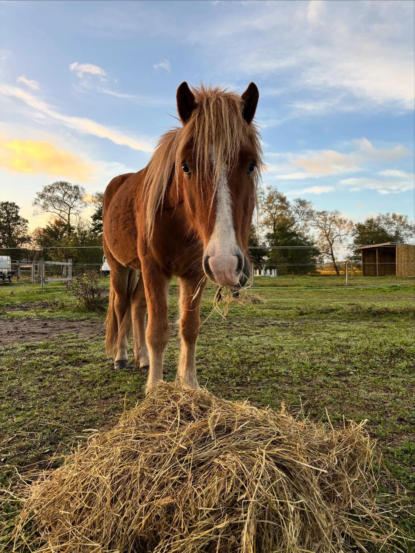 En häst som äter hö på en utomhusgård under en solnedgång.