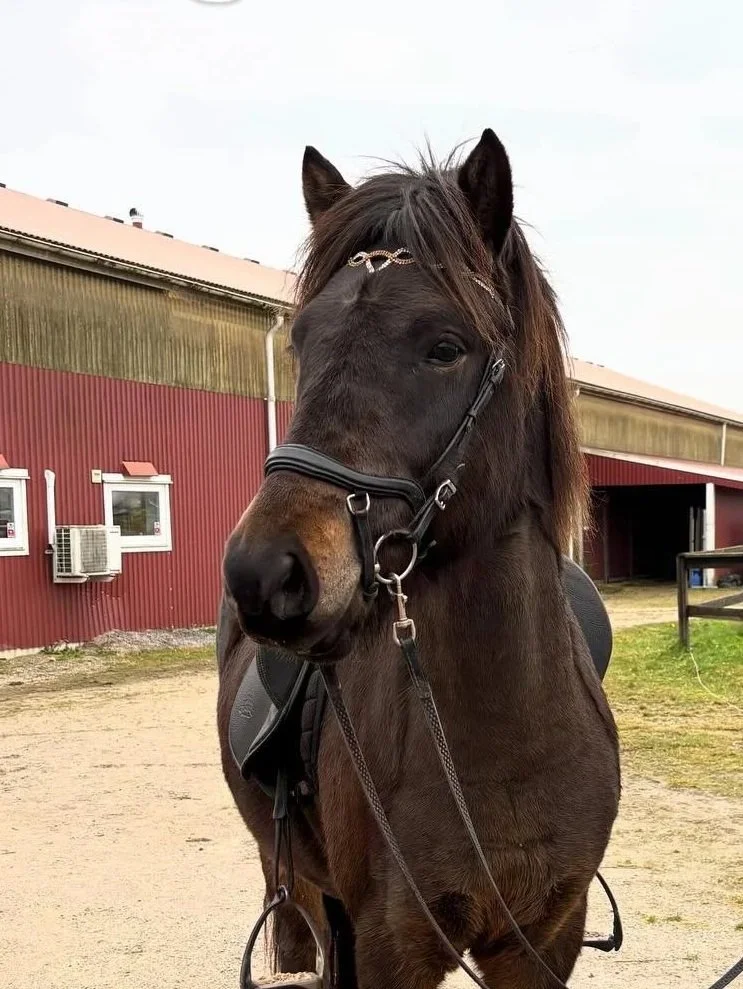 En svart häst med träns och sadel står på en gårdsplan framför ett rödbrunt stall.