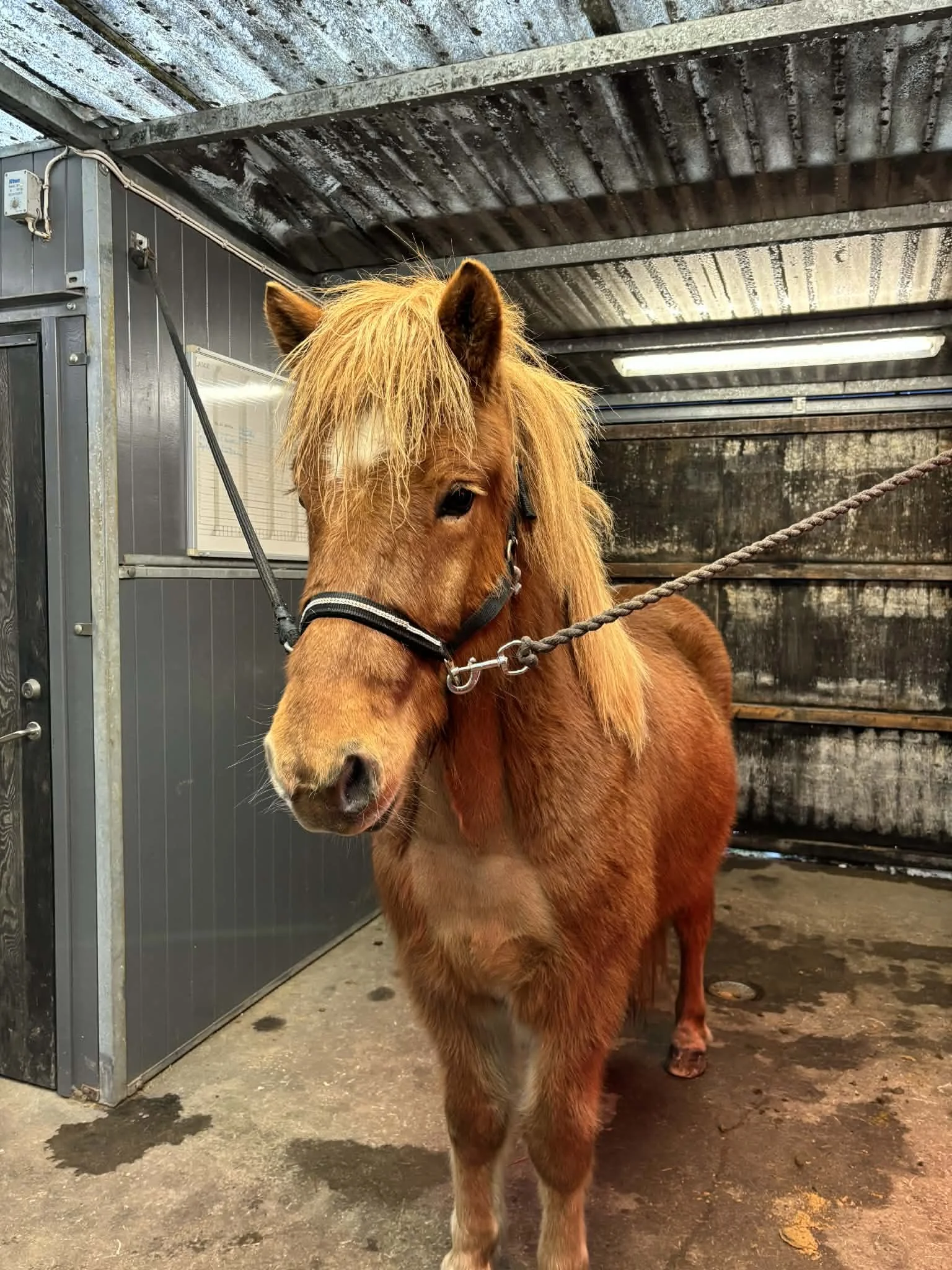 En häst står i en stall. Den har gult hår på huvudet och är rödbrun i kroppen.