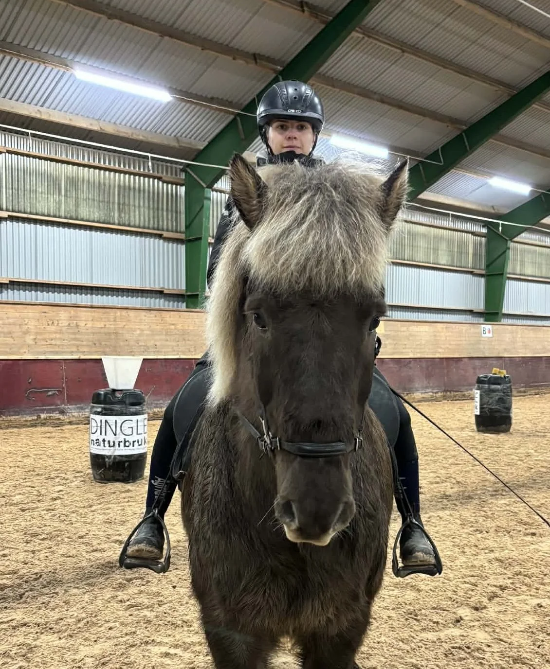 En person med hjälm rider på en brun häst i en inomhushall.