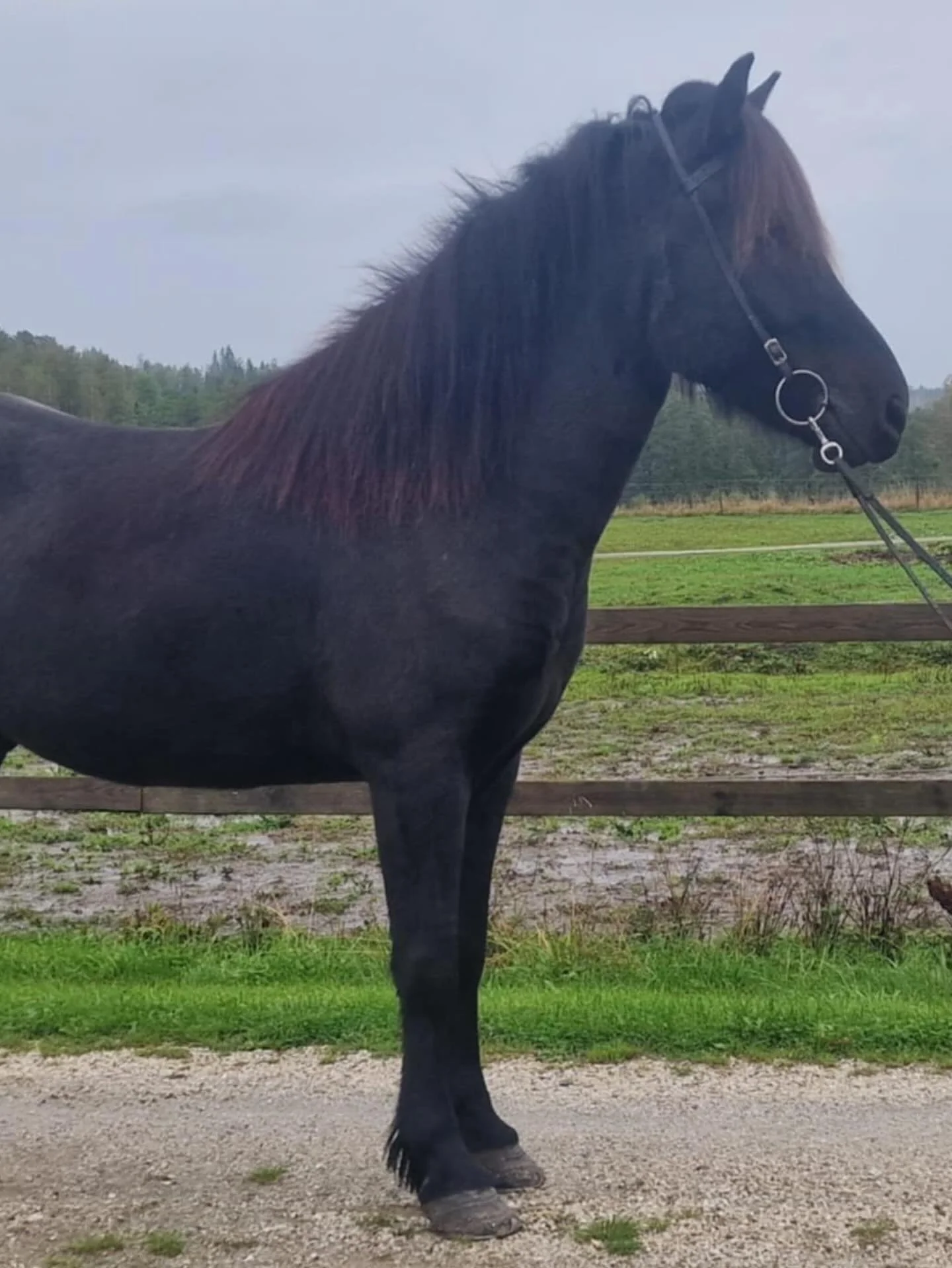 En svart häst står vid en trästaket på en gräsyta med träd i bakgrunden, under en molnig himmel.