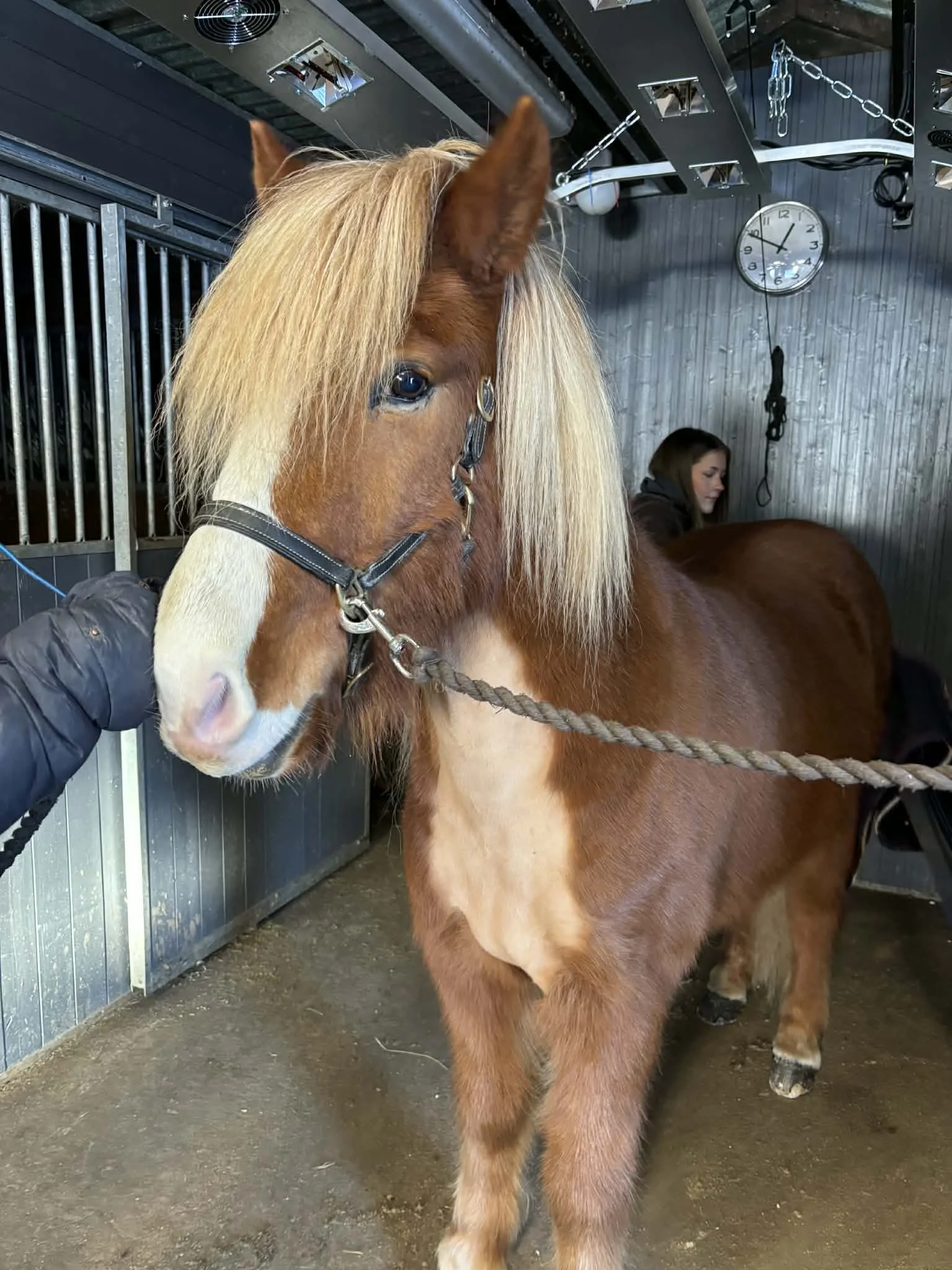En blonderad häst i en staldel, någon håller i hästens grimma, i bakgrunden finns en person, en väggklocka och stallgångar.