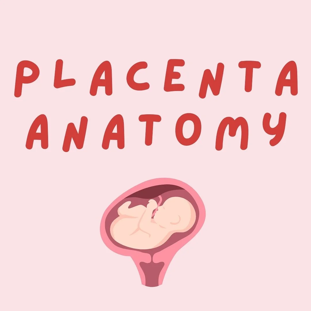 🌿 Placenta Anatomy 🌿

Learn all about 

Placenta shape &amp; size
Two surfaces
Umbilical cord
Membranes
Placenta circulation
Placenta variations

 

#midwife #studentmidwife #labour #pregnant #pregnancy #labour #birth #postpartum #baby #newzealand 