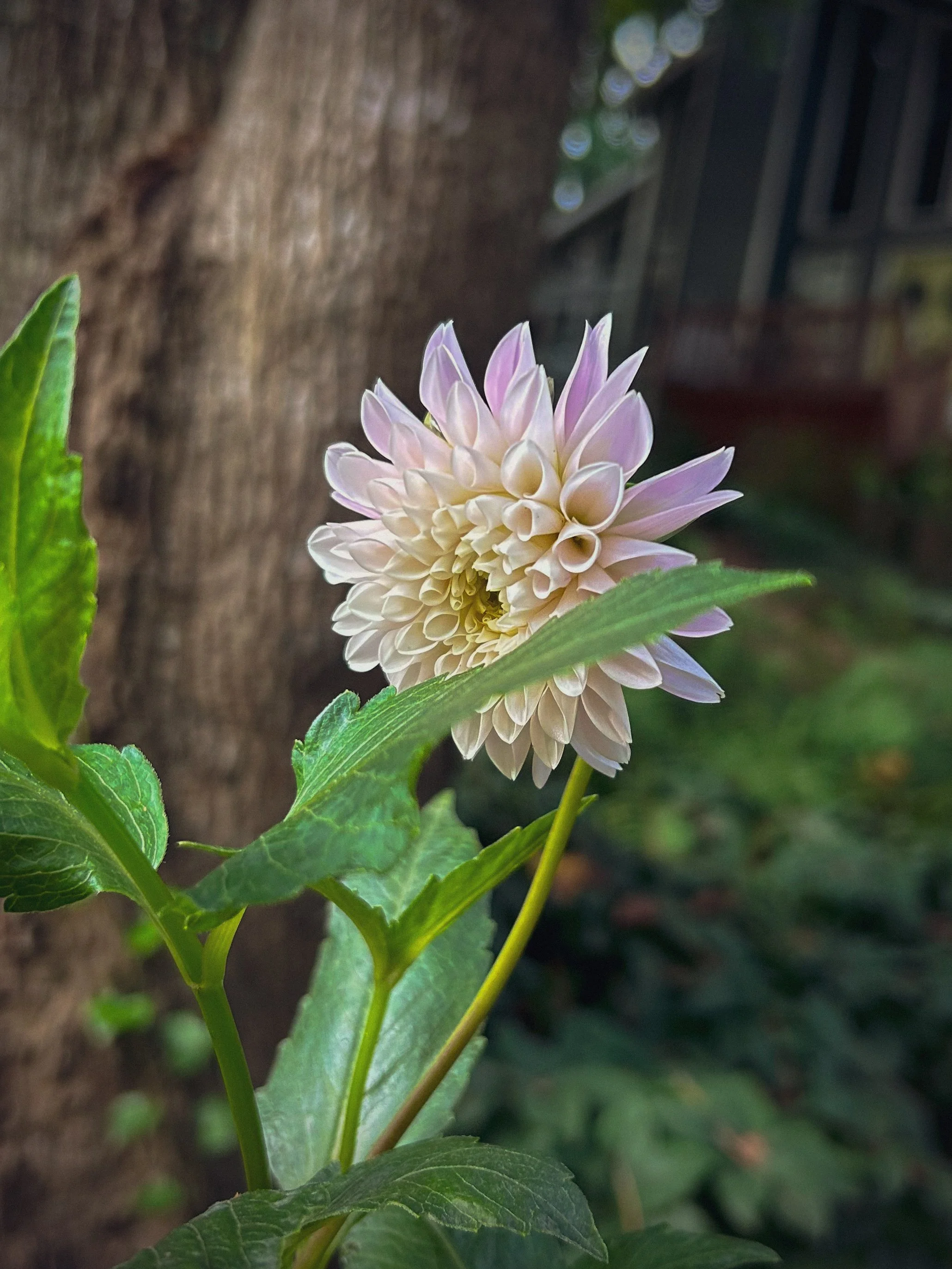 Dahlia-DayDreamer