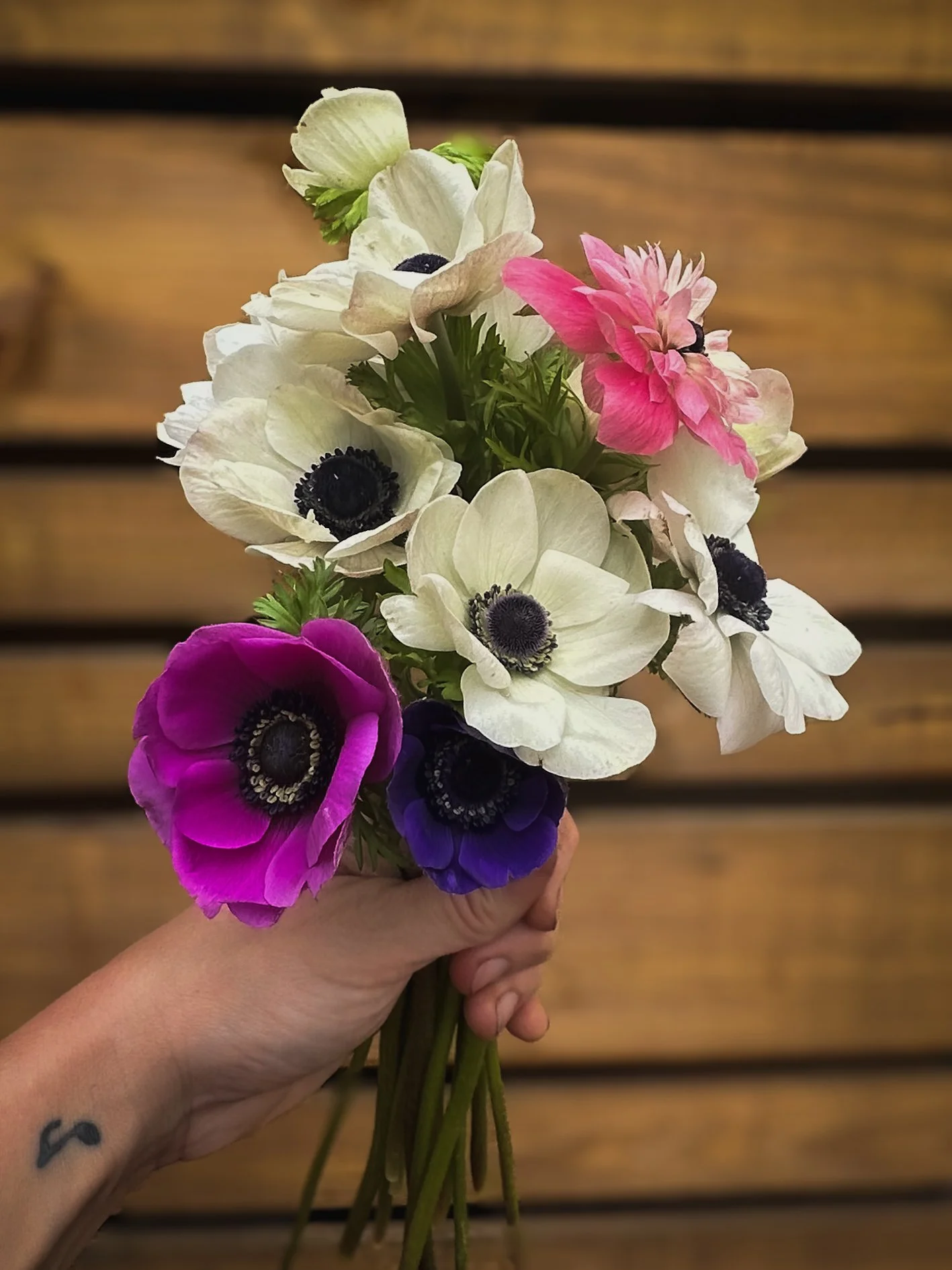 Mix & Match - Bunch Anemone