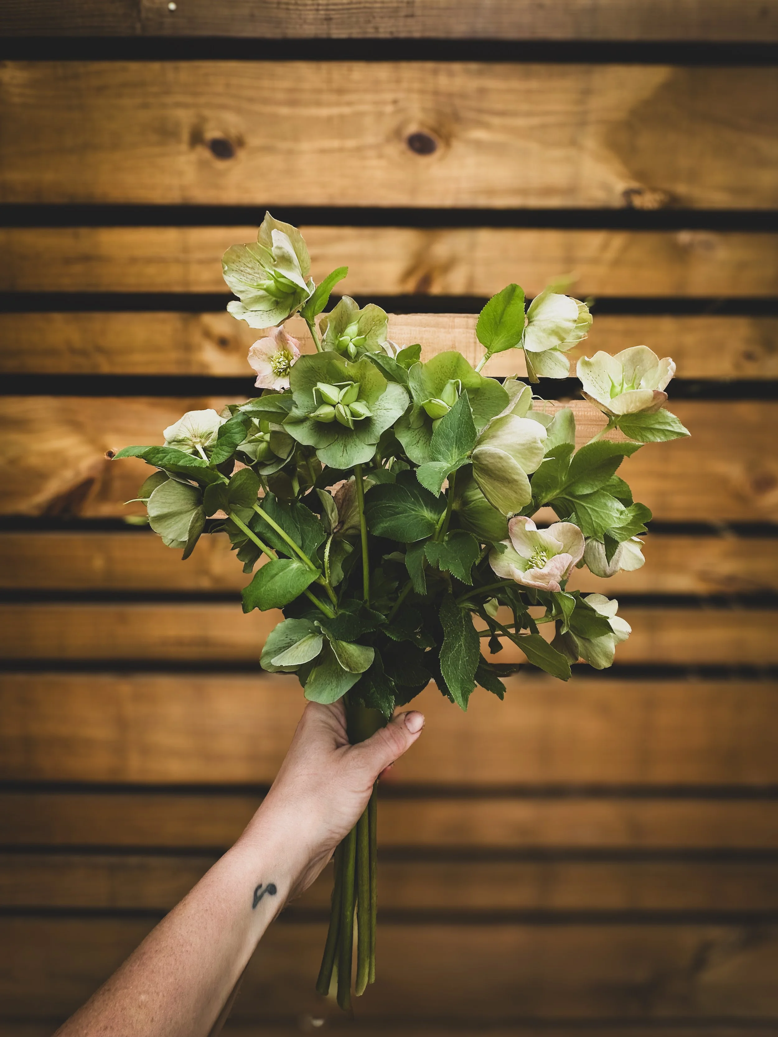 Mix & Match - Bunch Hellebore