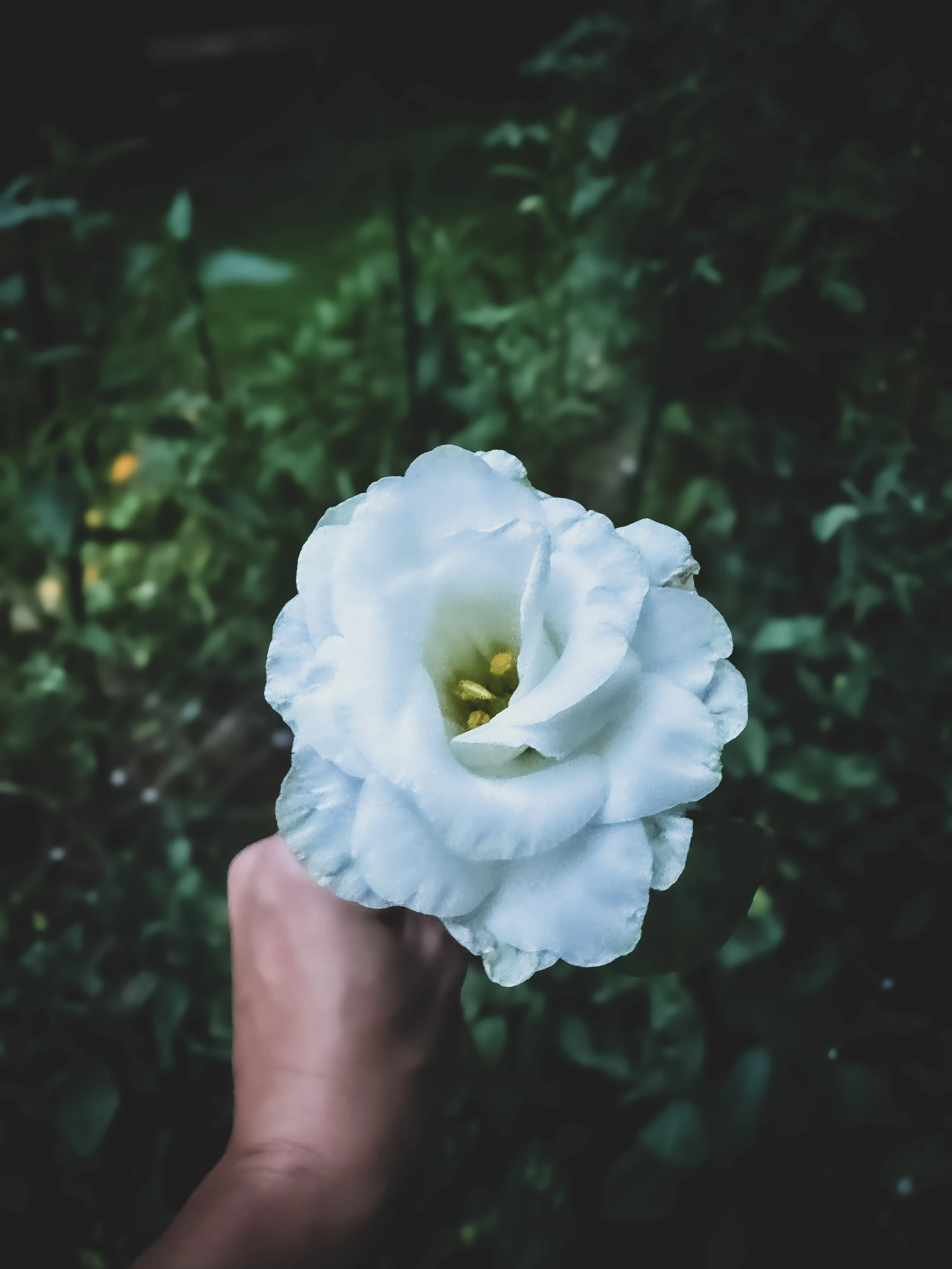 Summer flower lisianthus