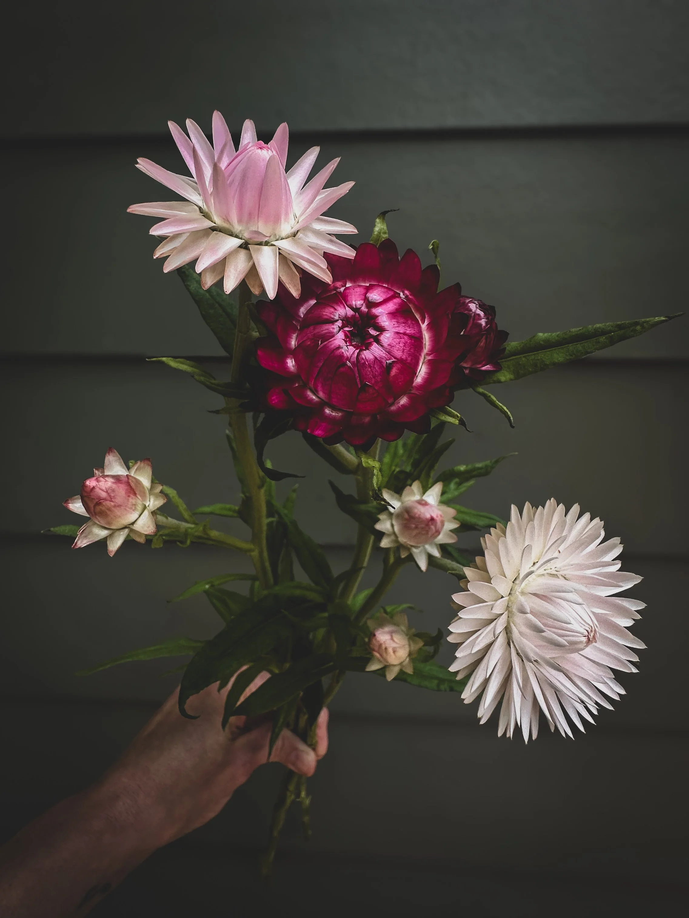 Mix & Match Bunches - Strawflower