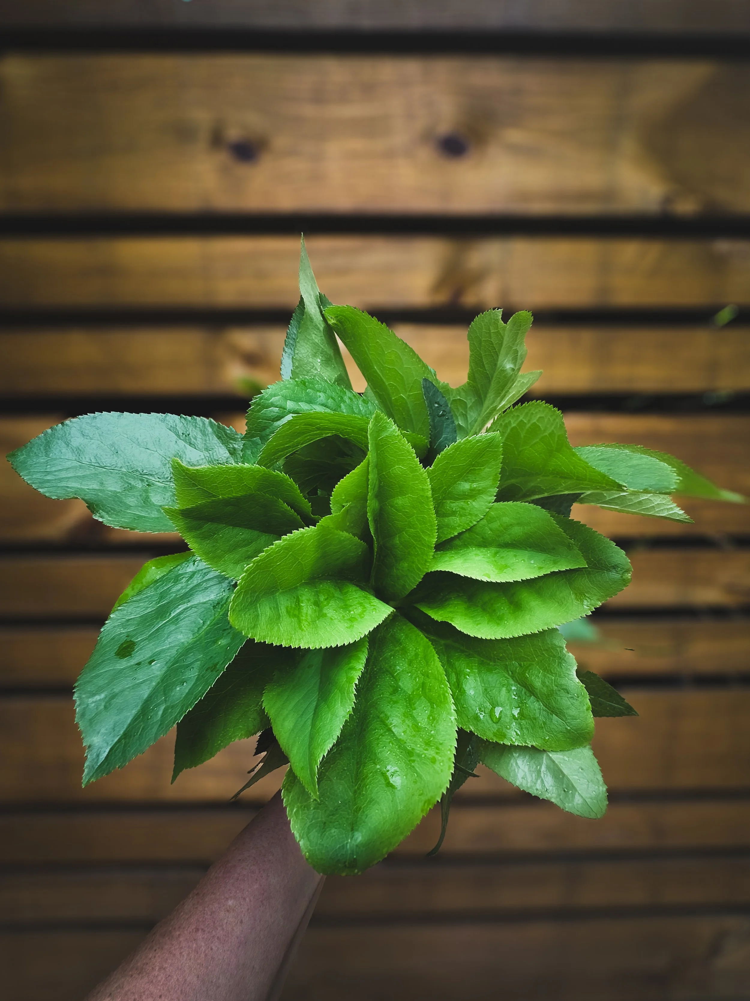 Mix & Match - Bunch Foliage