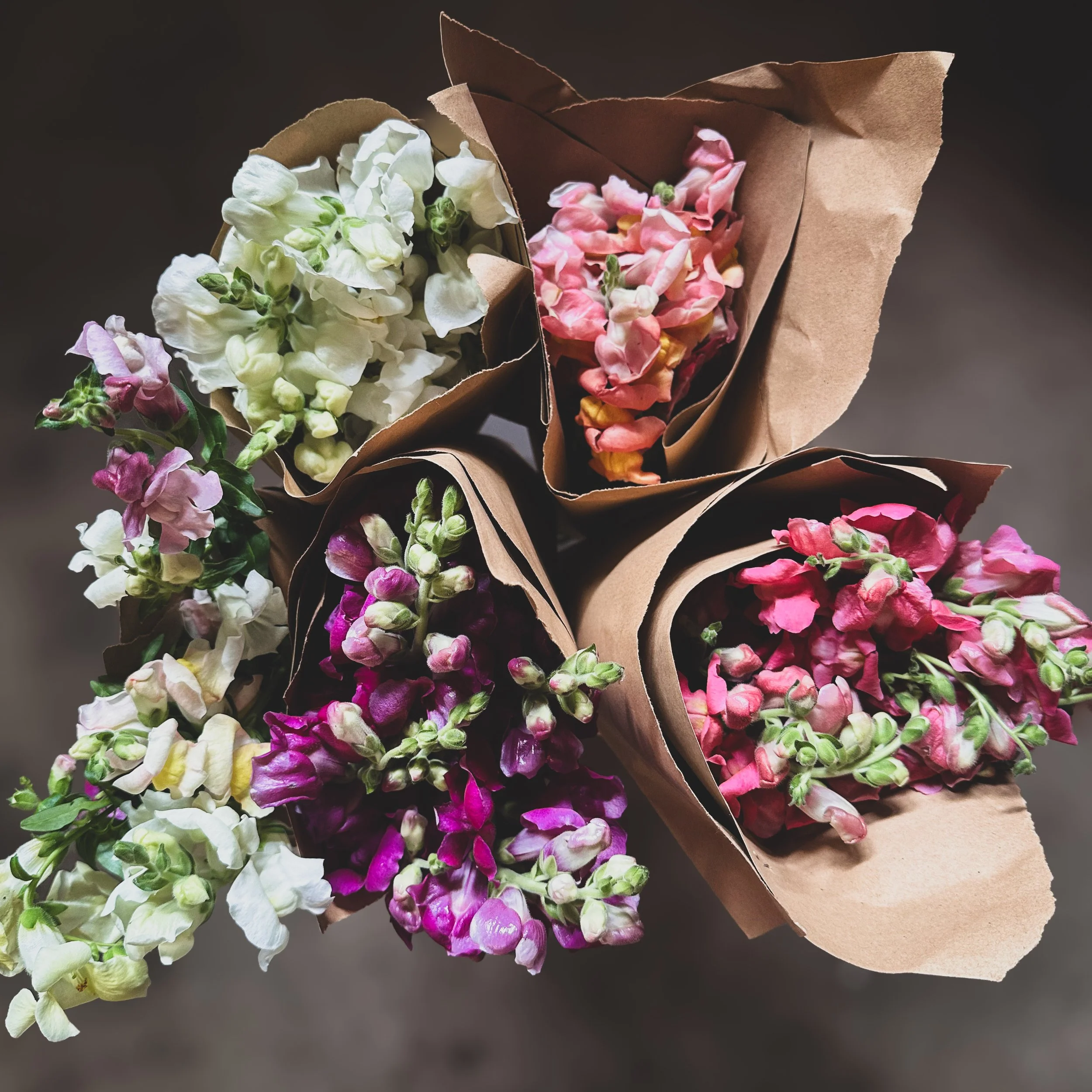 Mix & Match Bunches - Snapdragons
