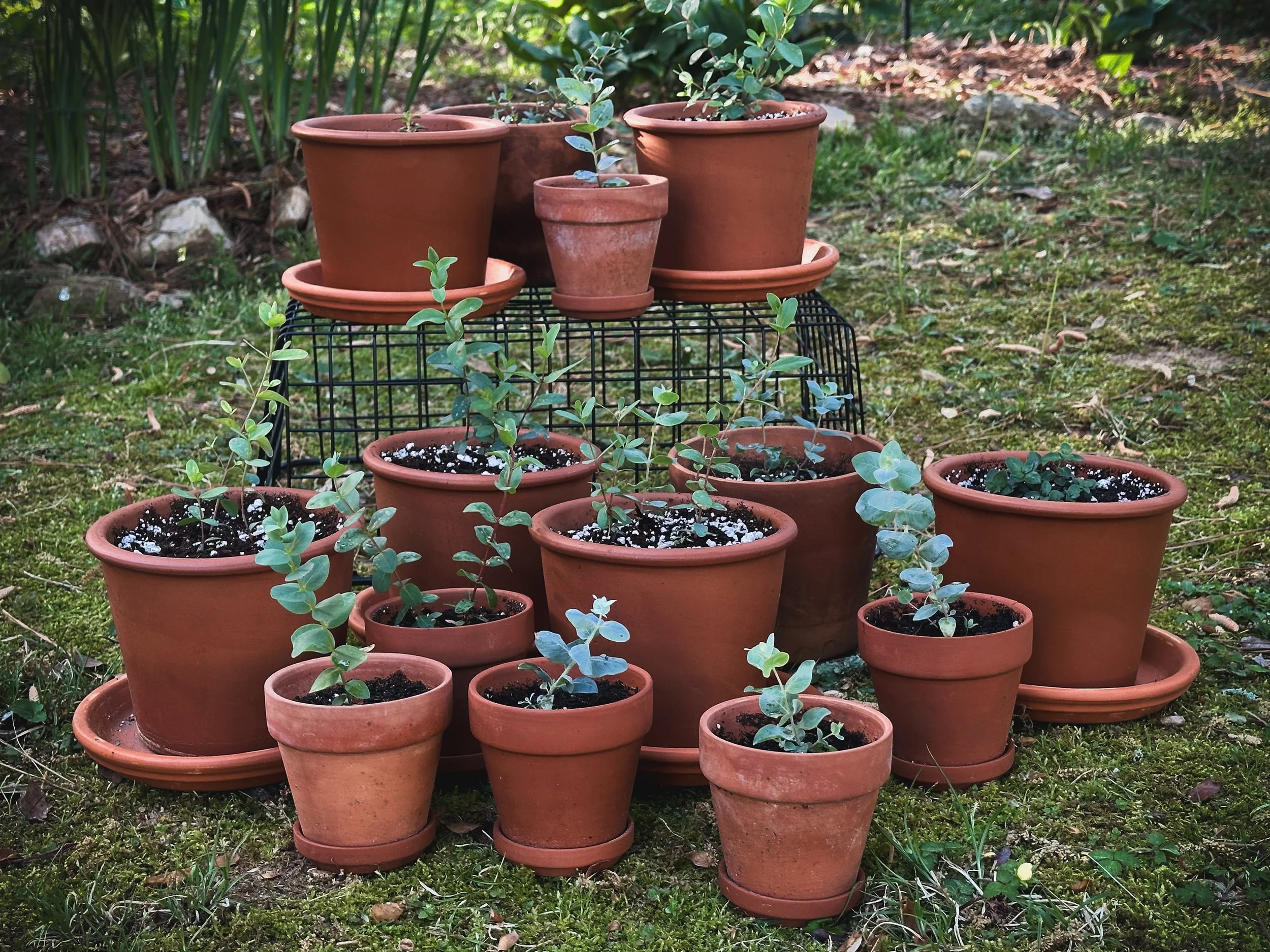 Potted Eucalyptus - Large