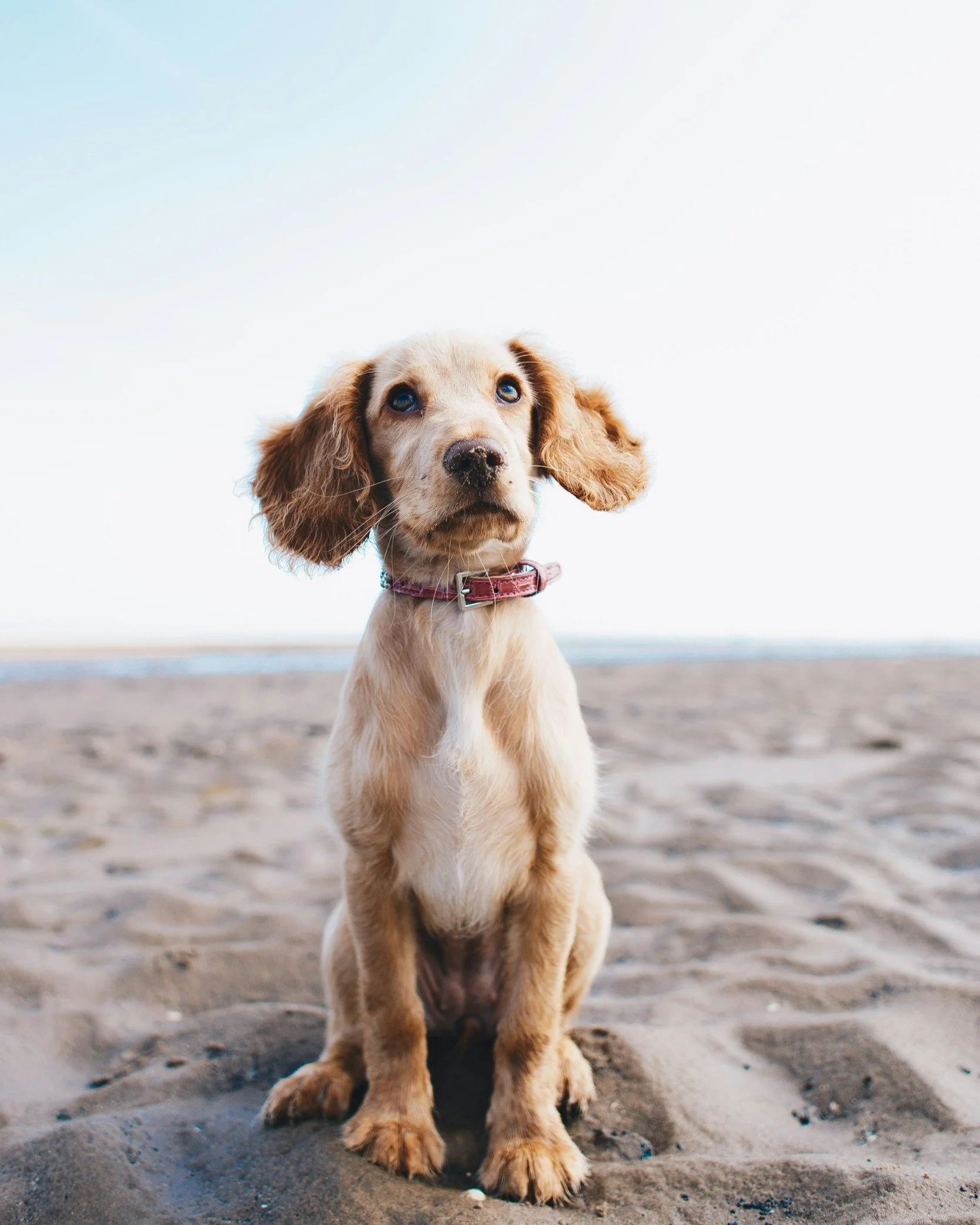 A puppy on a beach