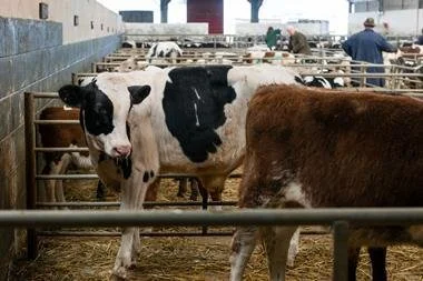 Indian Origin Co-Founder Launches Livestock Exchange In UK (Copy)