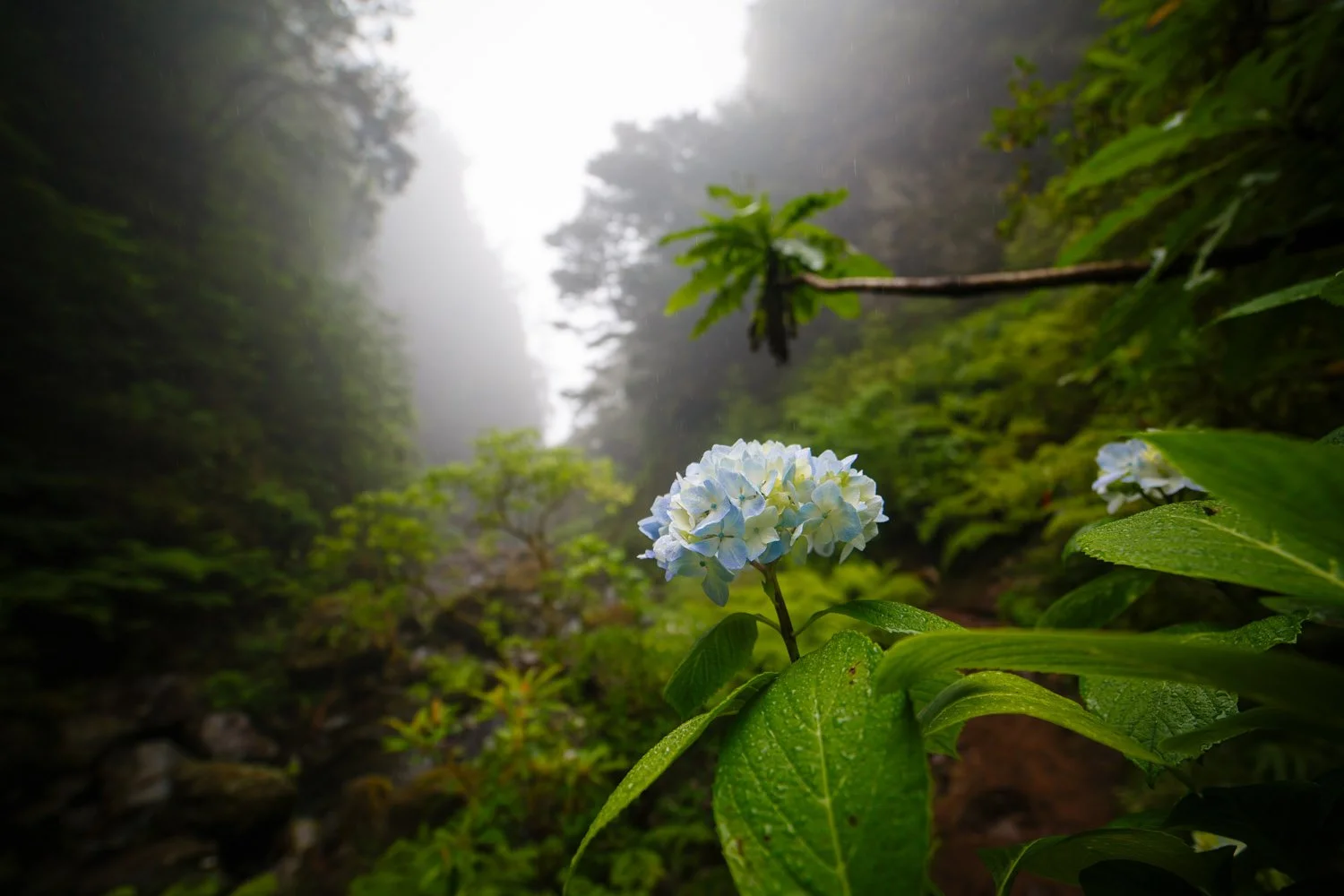 Madeira landscape