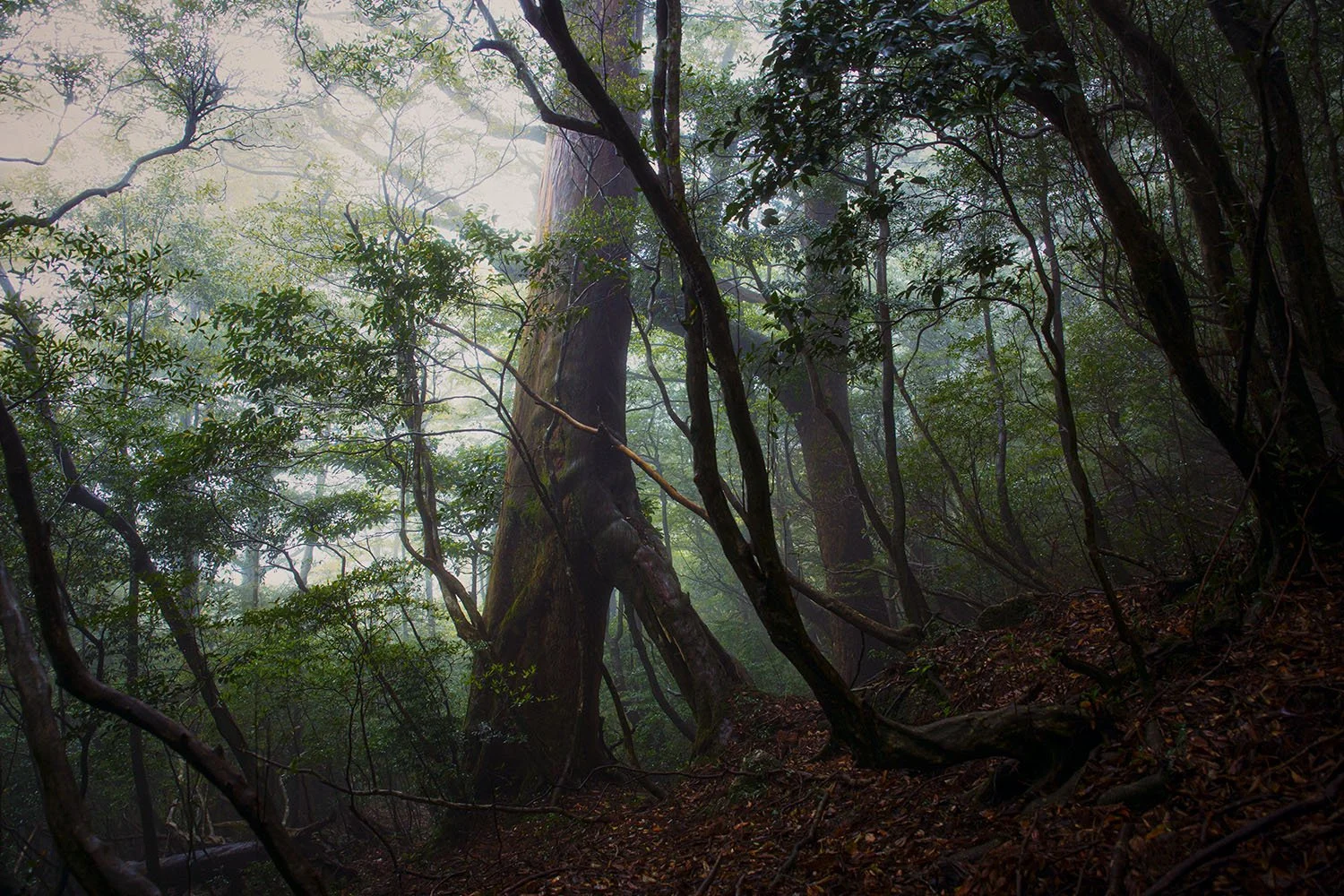 Yakushima cedar rainforest