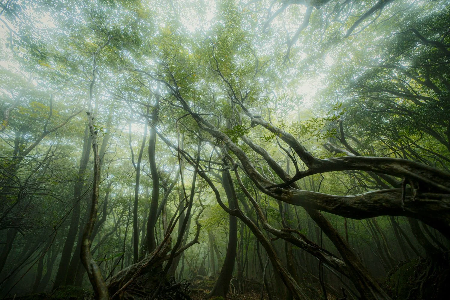 Yakushima cedar rainforest