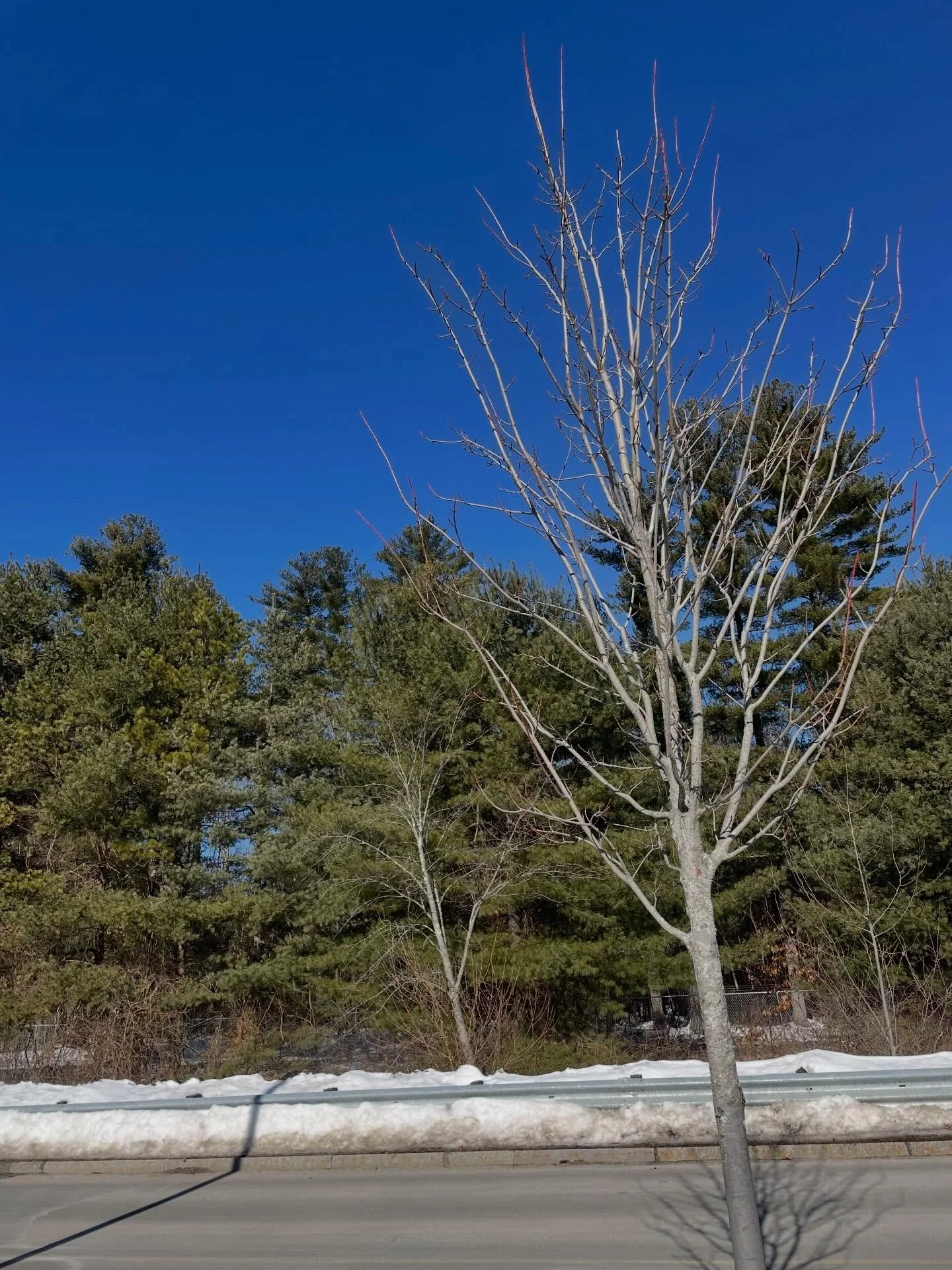 Run 18 🌞 a beautiful and sunny way to start the day.
Time to regroup for the week.

#artteacherlife #nashuarunner #nhrunner #runwithfriends #happyplace