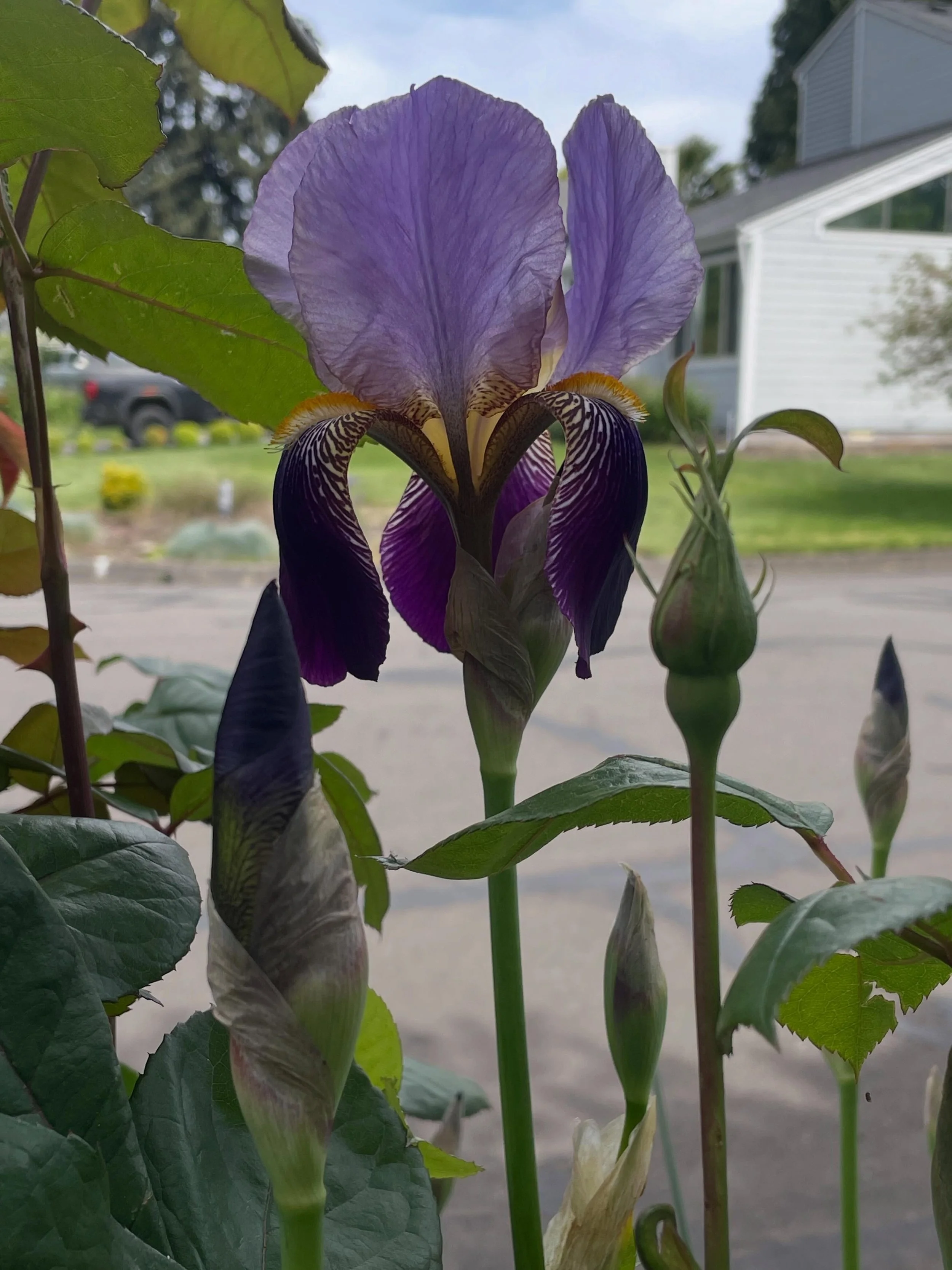 May was a busy and life filled month&hellip;.ranging from visiting my sister in Vancouver, WA, Lida turning 20, Cam&rsquo;s birthday, Mother&rsquo;s Day and my moms birthday at the end of the month, Lida got a job at her favorite coffeehouse, and I s