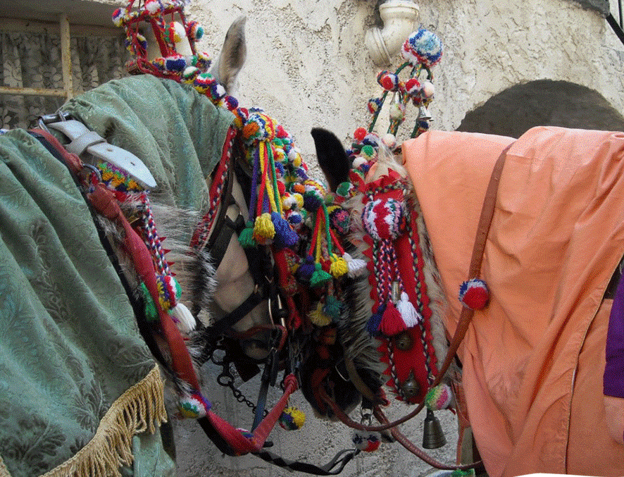 Deux chevaux portant des harnais décoratifs colorés.