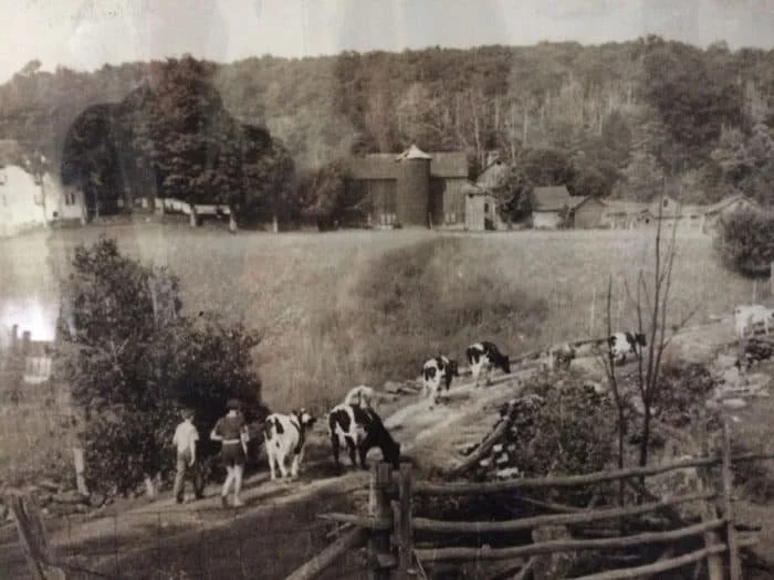 Taking Cows Back from Pasture