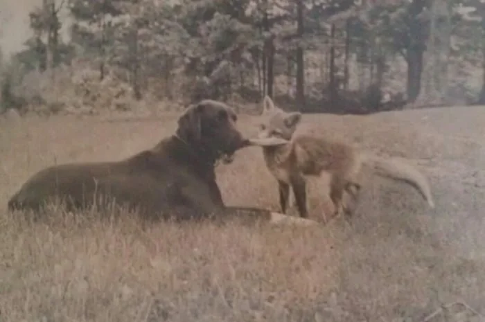 Barbara and Morgan Bulkeley III's Dog, Ringie and Pet Fox, Poobah