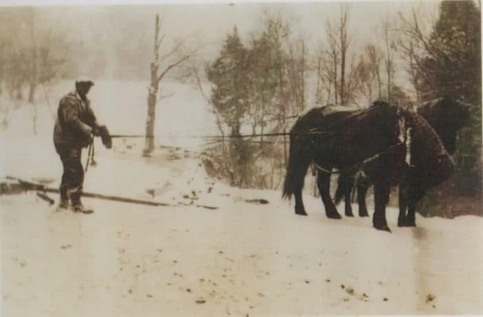 Alfred Isaac Spurr with His Belgium Horses