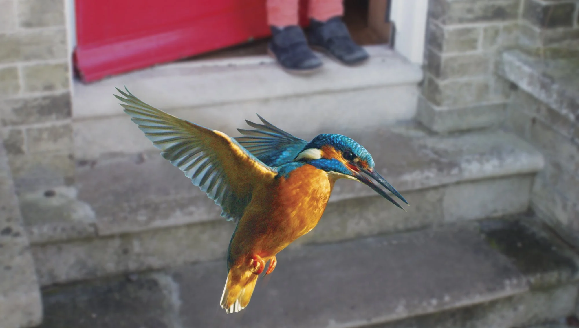 RSPB — Special Design Studio | Graphic design, Norwich (UK)