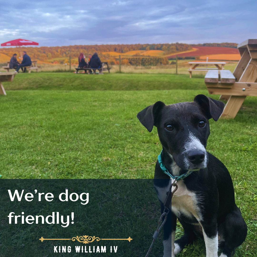 Dog-friendly pub.png