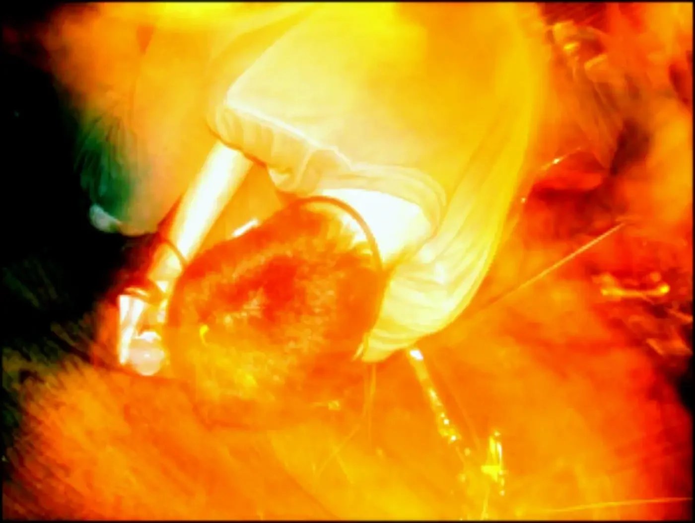 Black Line Fever in a high-intensity live moment showing early post hardcore roots and physical tension on stage.