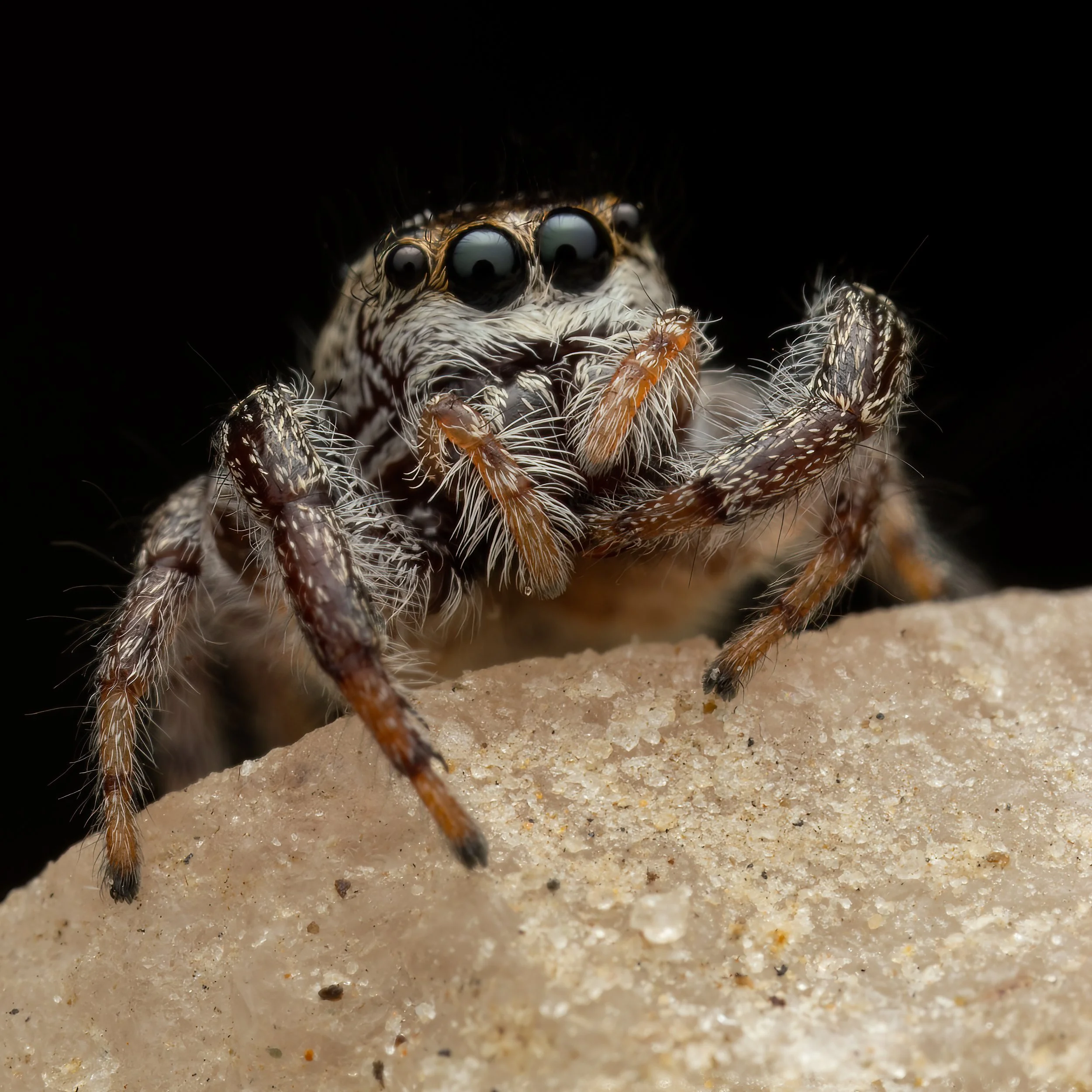 Hunt’s Photo Walk: Bugs in the Field with Emilie Talpin, Lincoln NH