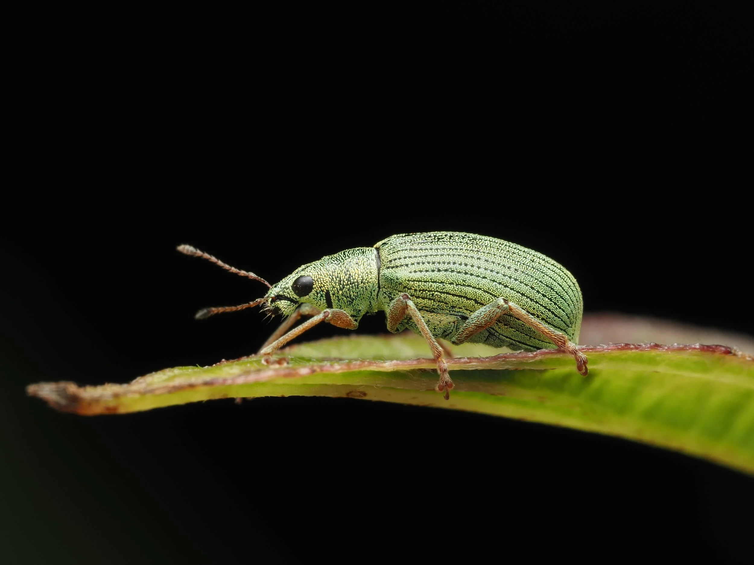 Out of Chicago Live 2026!