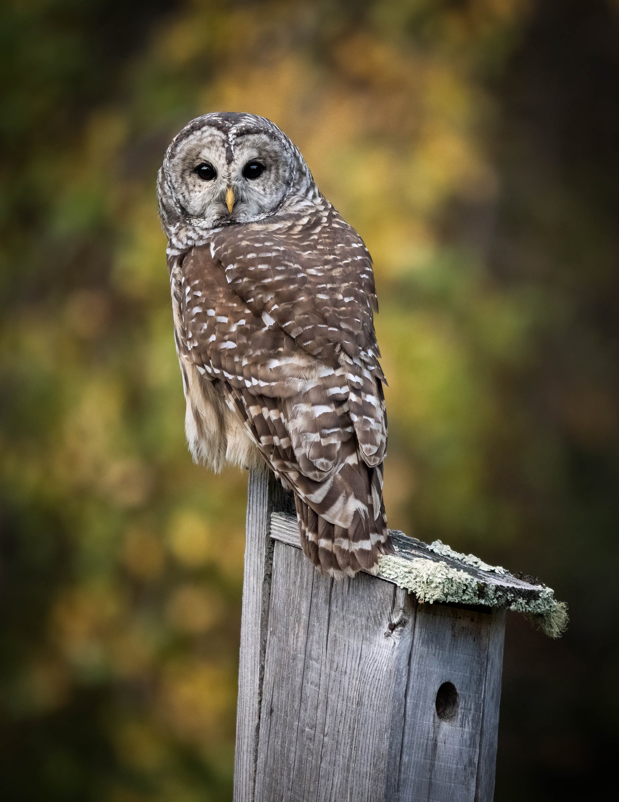 Bird Photography Workshop