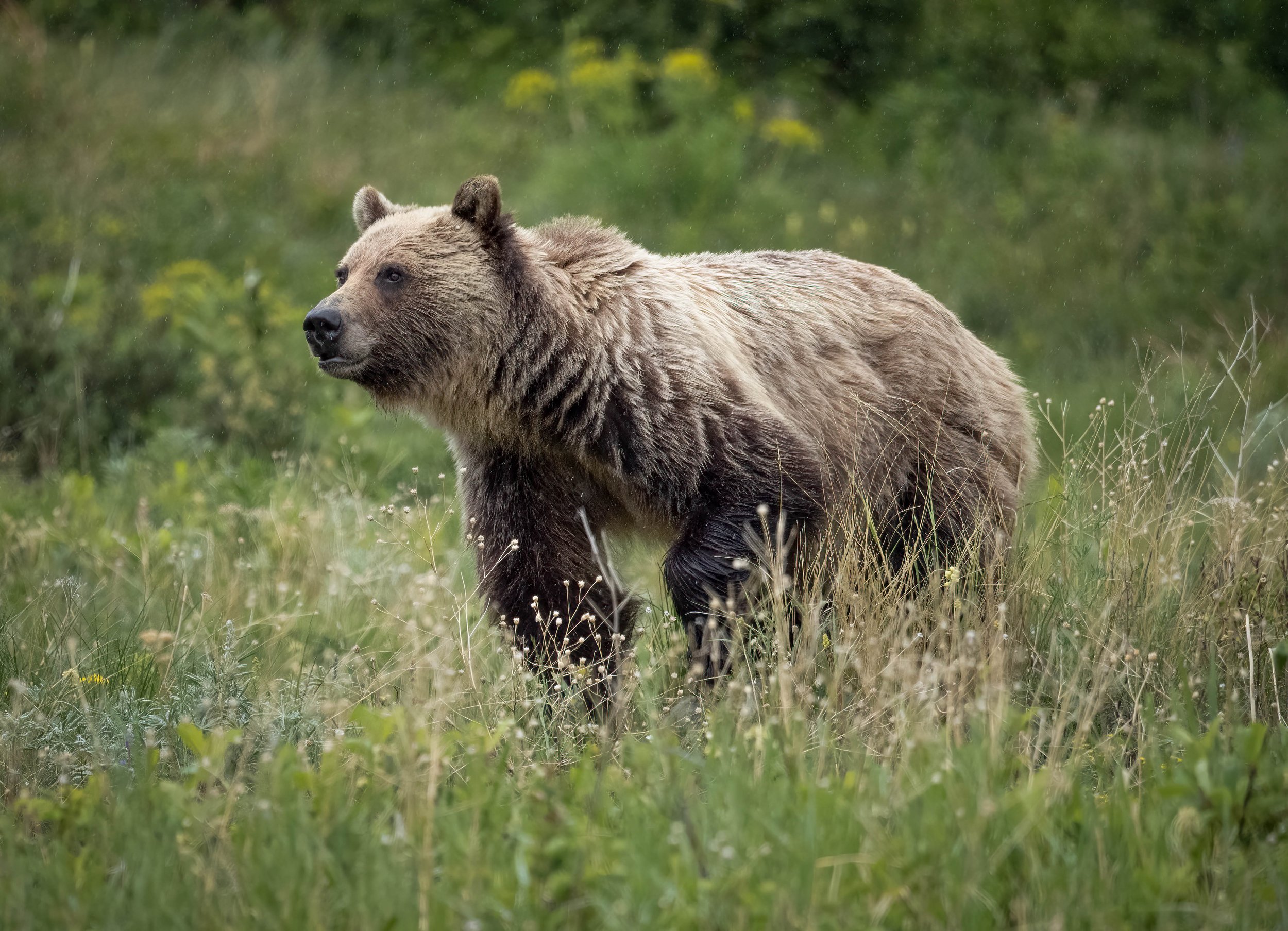 Manchester Show Seminar: Wildlife Photography in the Real World: Gear, Settings & Strategy with Emilie Talpin