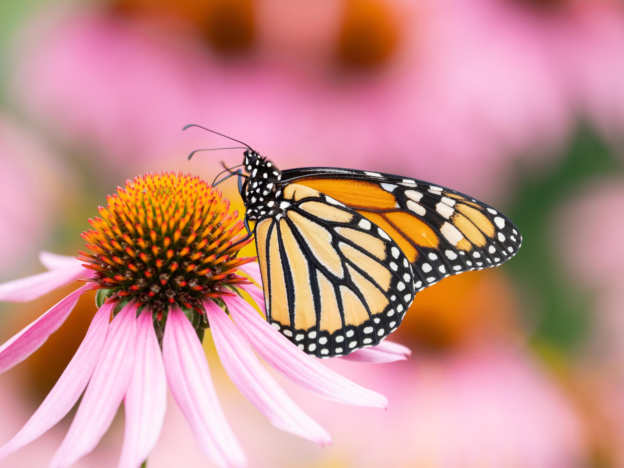 4th Annual Macro and Close-Up Photography RETREAT \