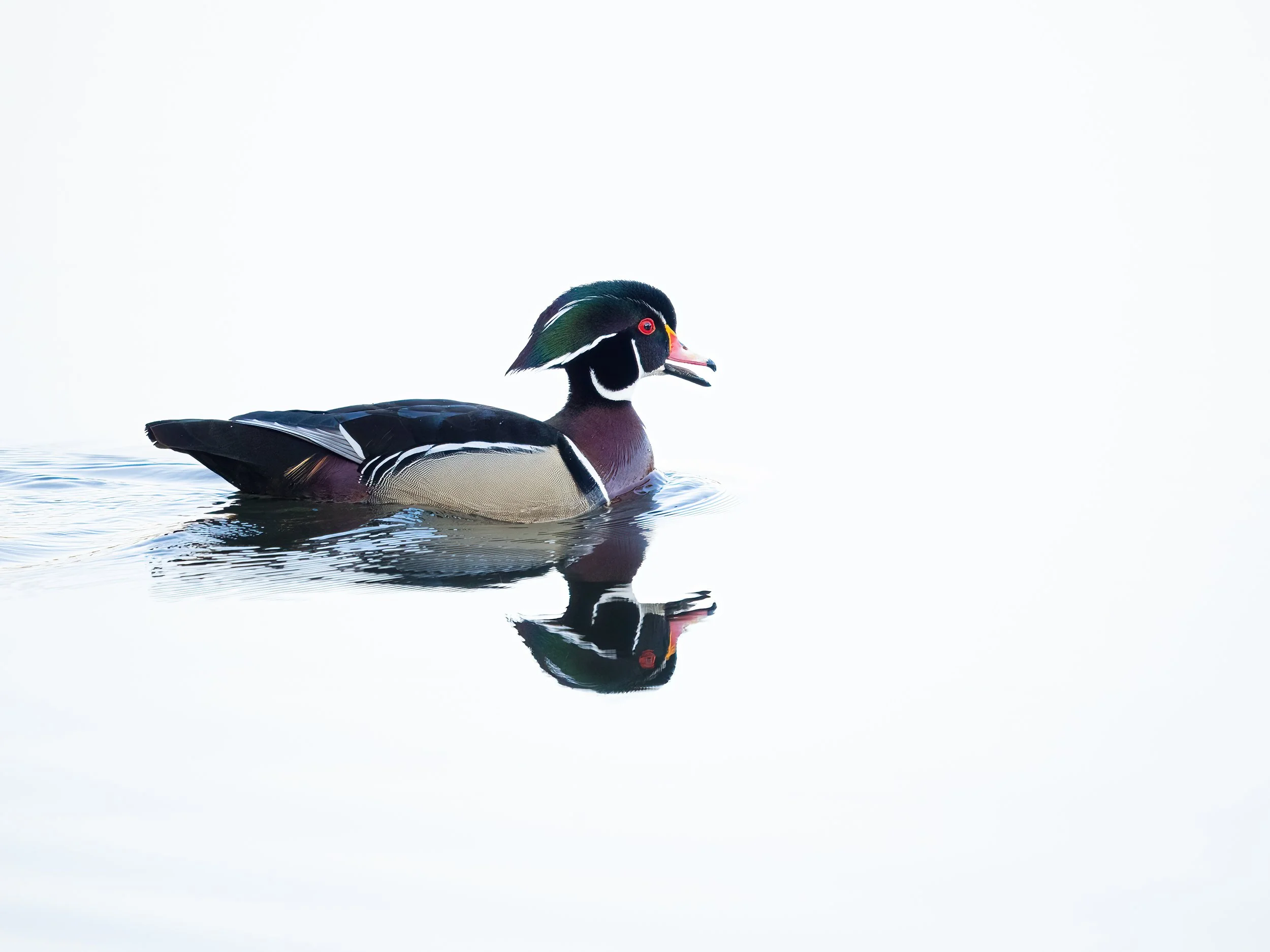 woodduck 2.jpg