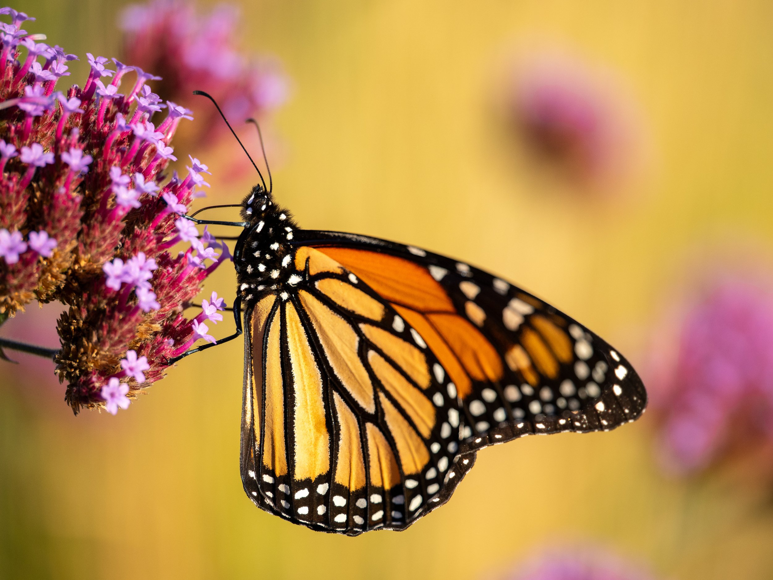 butterfly in gold.jpg