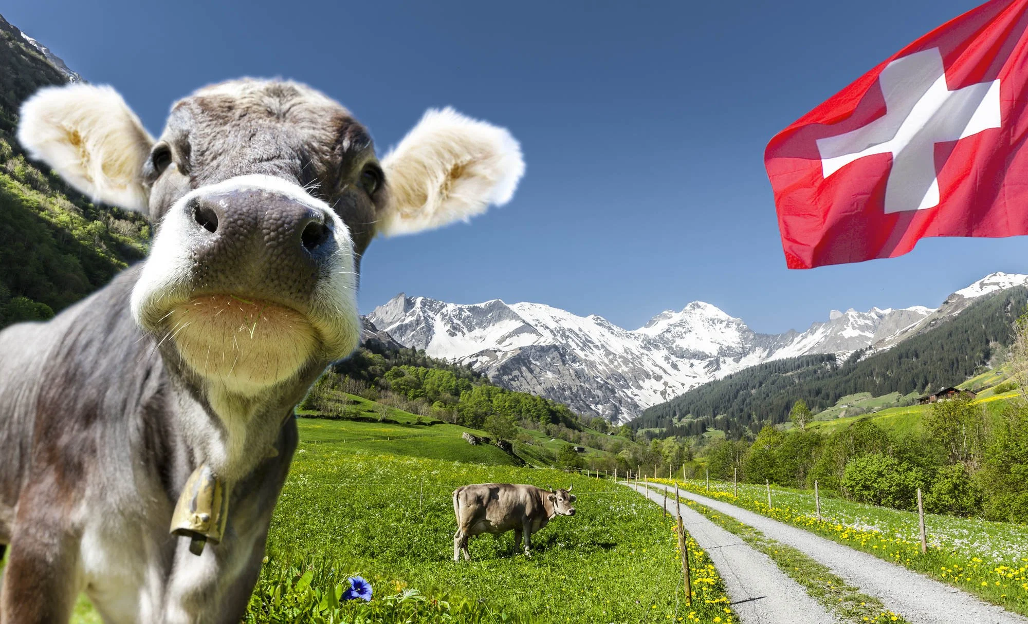 Schweizer Kuh in Alpen