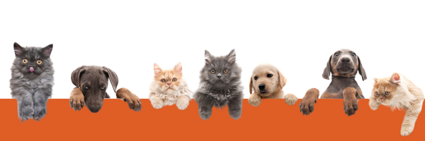 Your Pet Needs Skincare Too: The Ultimate Guide to Natural Pet Grooming