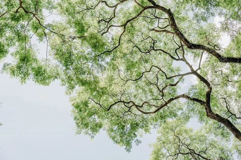 Selecting the Right Tree for a High-End Landscape: Species, Structure, and Longevity