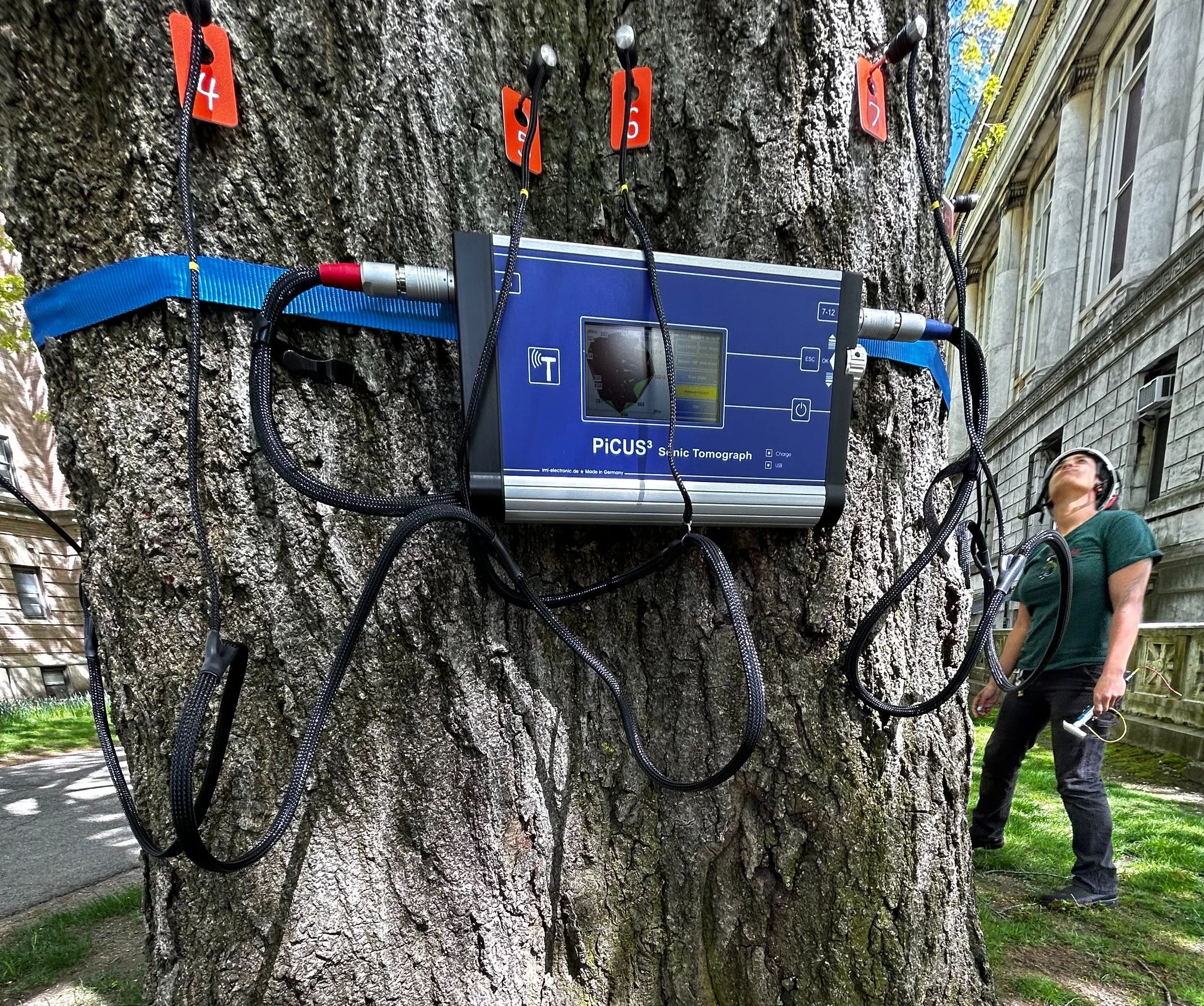 Precision PHC: How Data-Driven Diagnosis Improves Tree Outcomes