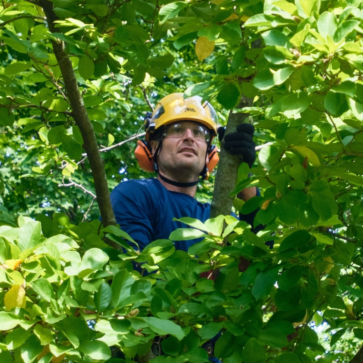 Biotic vs. Abiotic Tree Stress: Why Accurate Diagnosis Is Everything