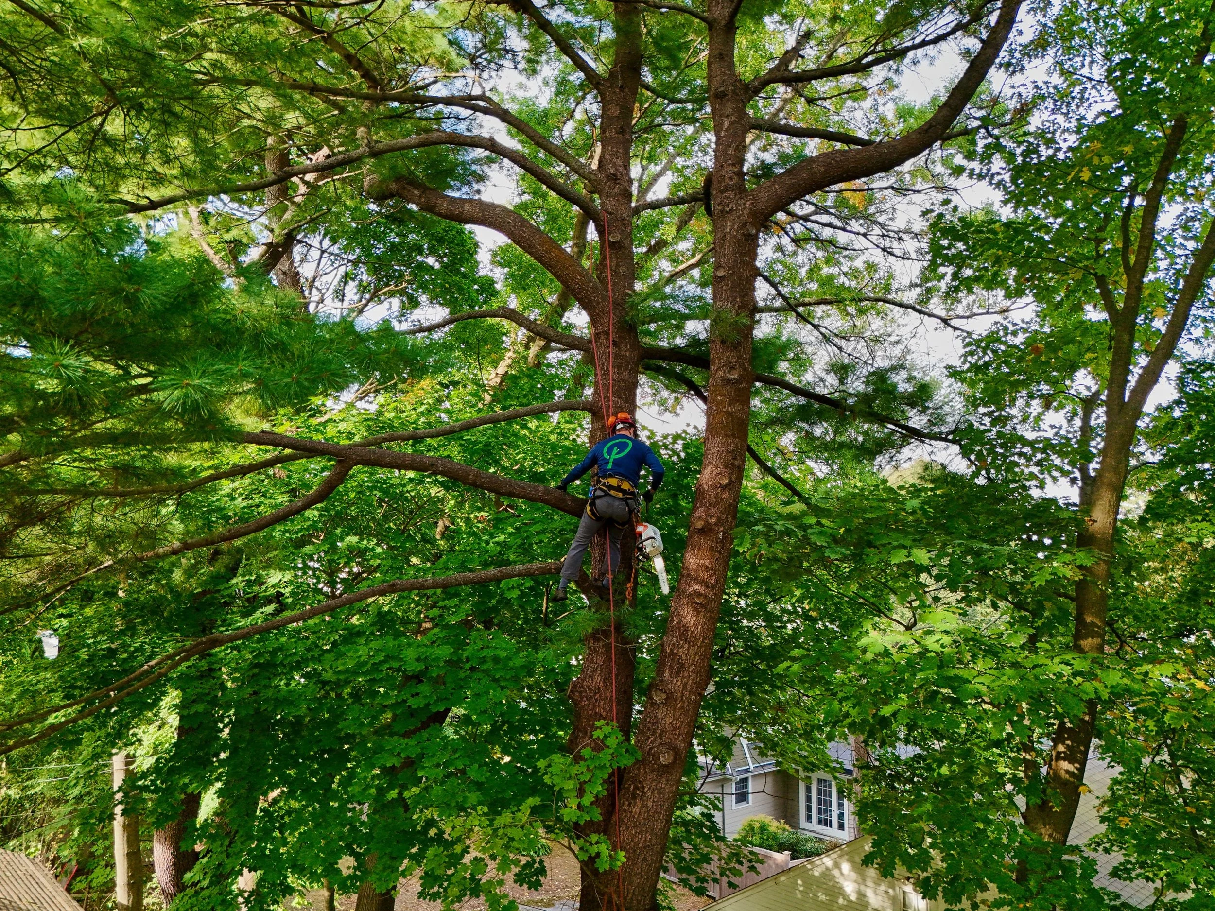 Modern Tree Risk Assessment: Tools, Techniques, and Why It Matters for Estate Trees