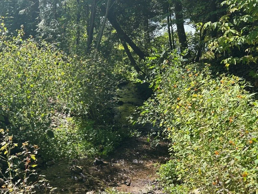 Stream Restoration Plan