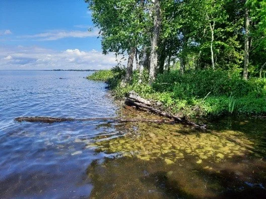 Wetland on Georgina Island