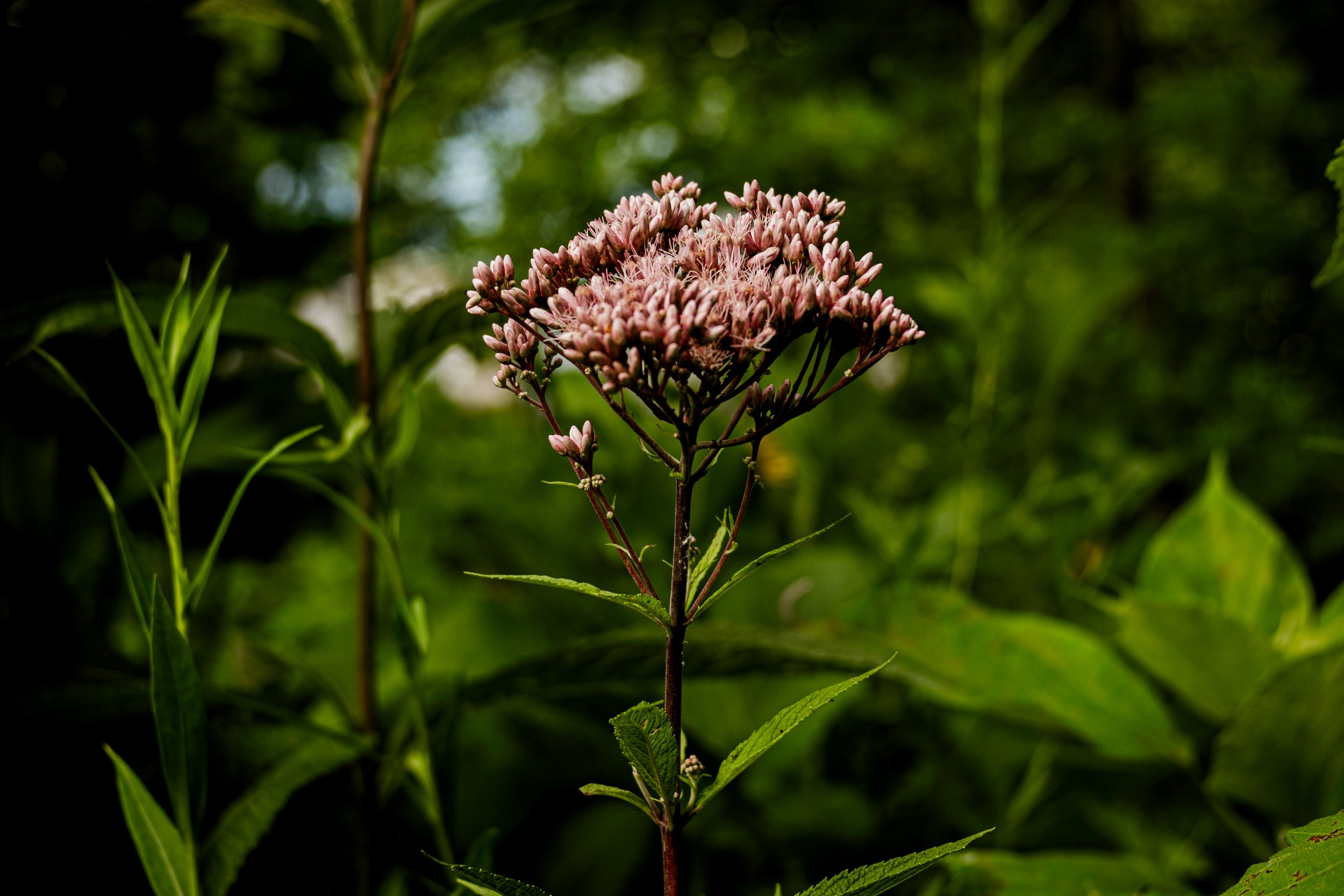 DSCF0462.jpg